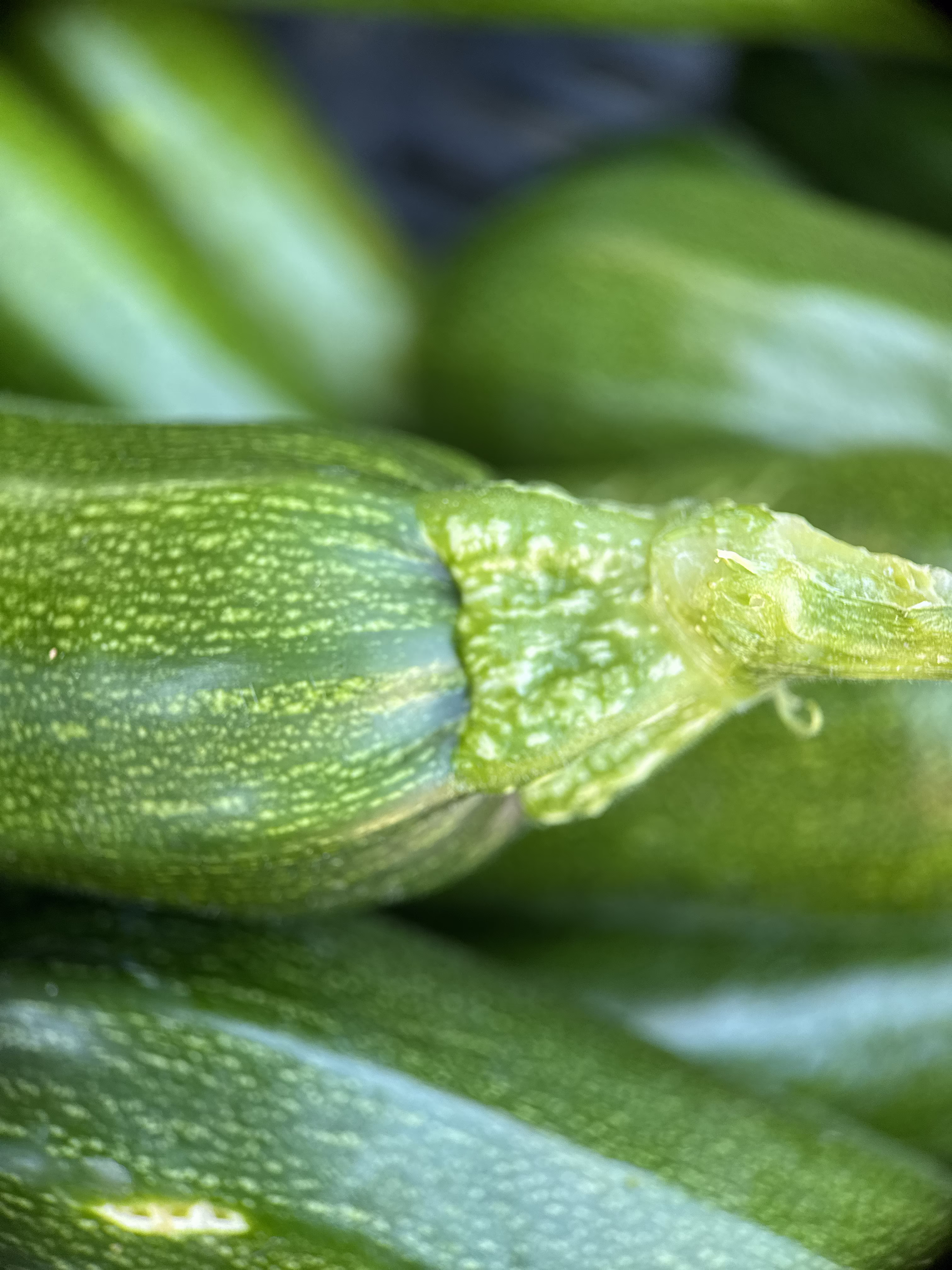 Zucchini 