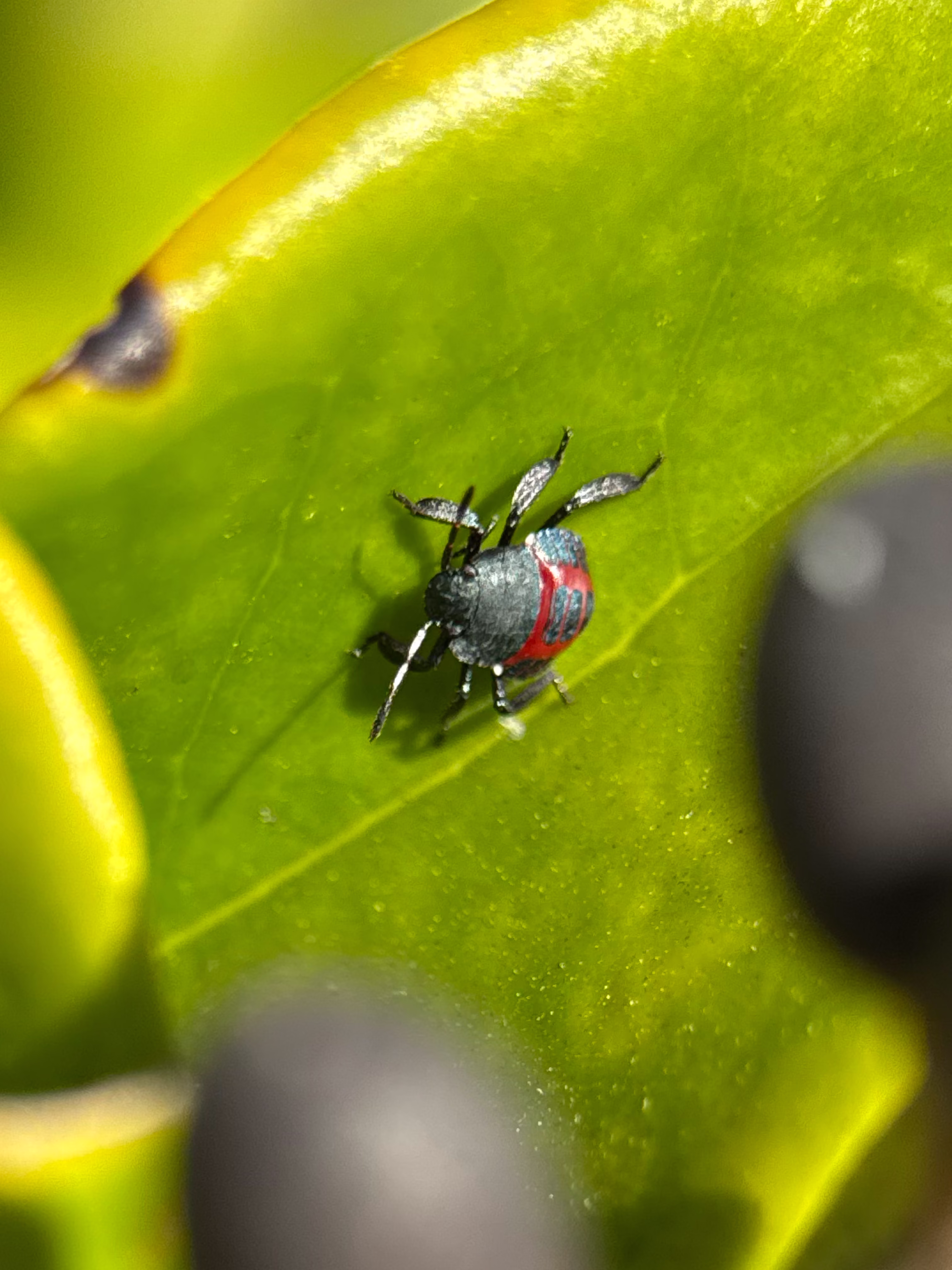 Labidomera Clivicollis