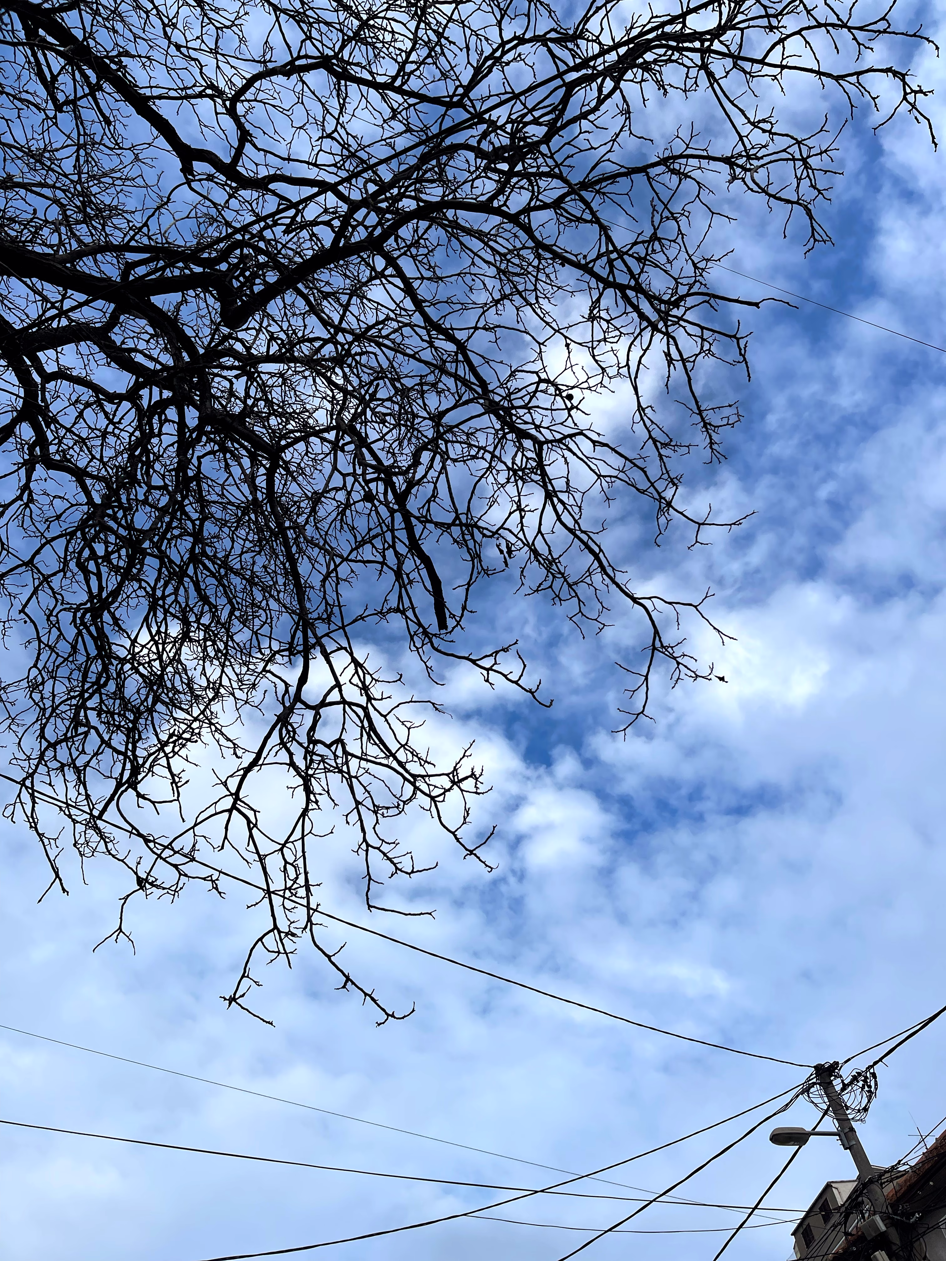 sky webs 