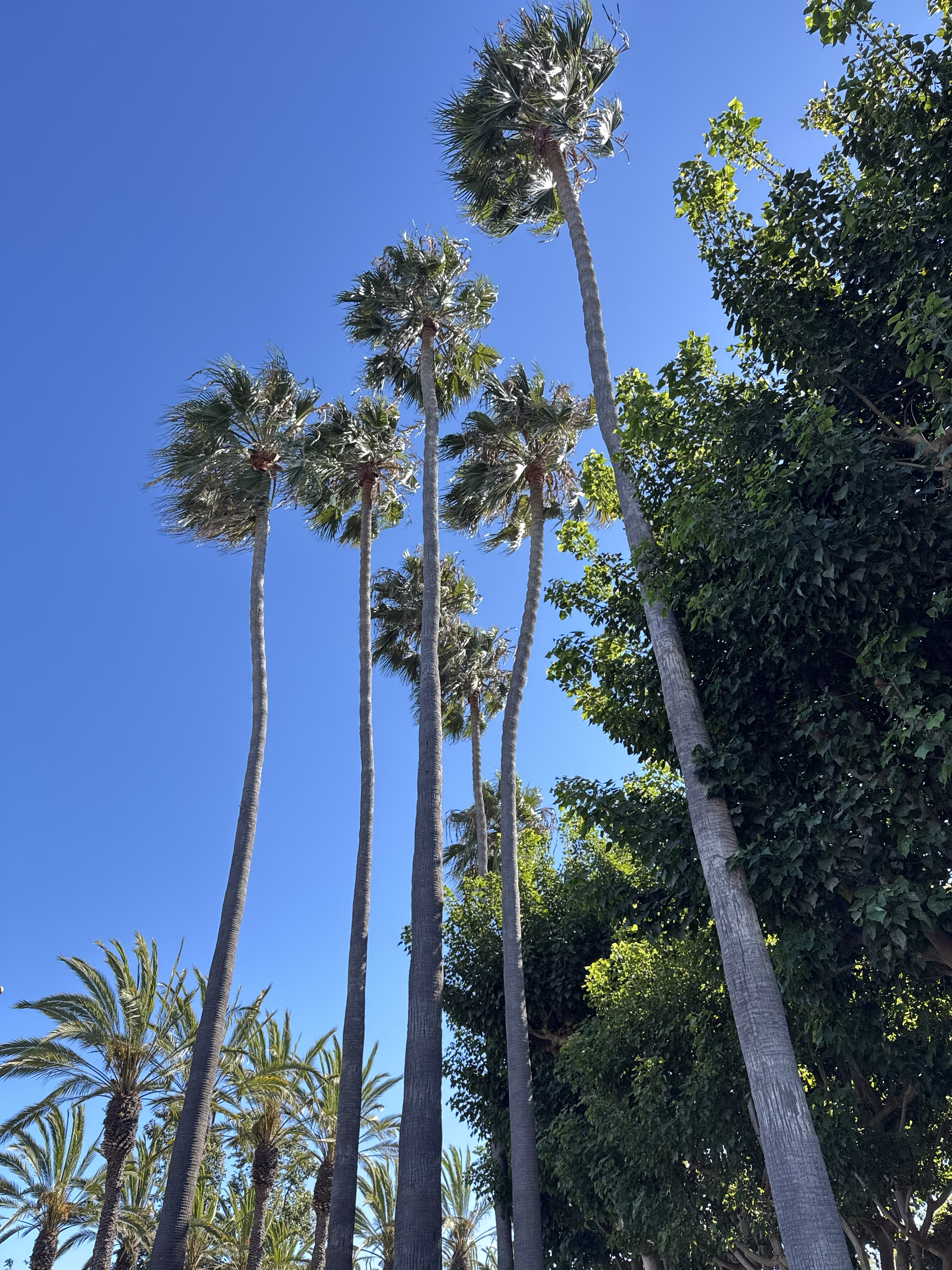 Hollywood Palms in OC