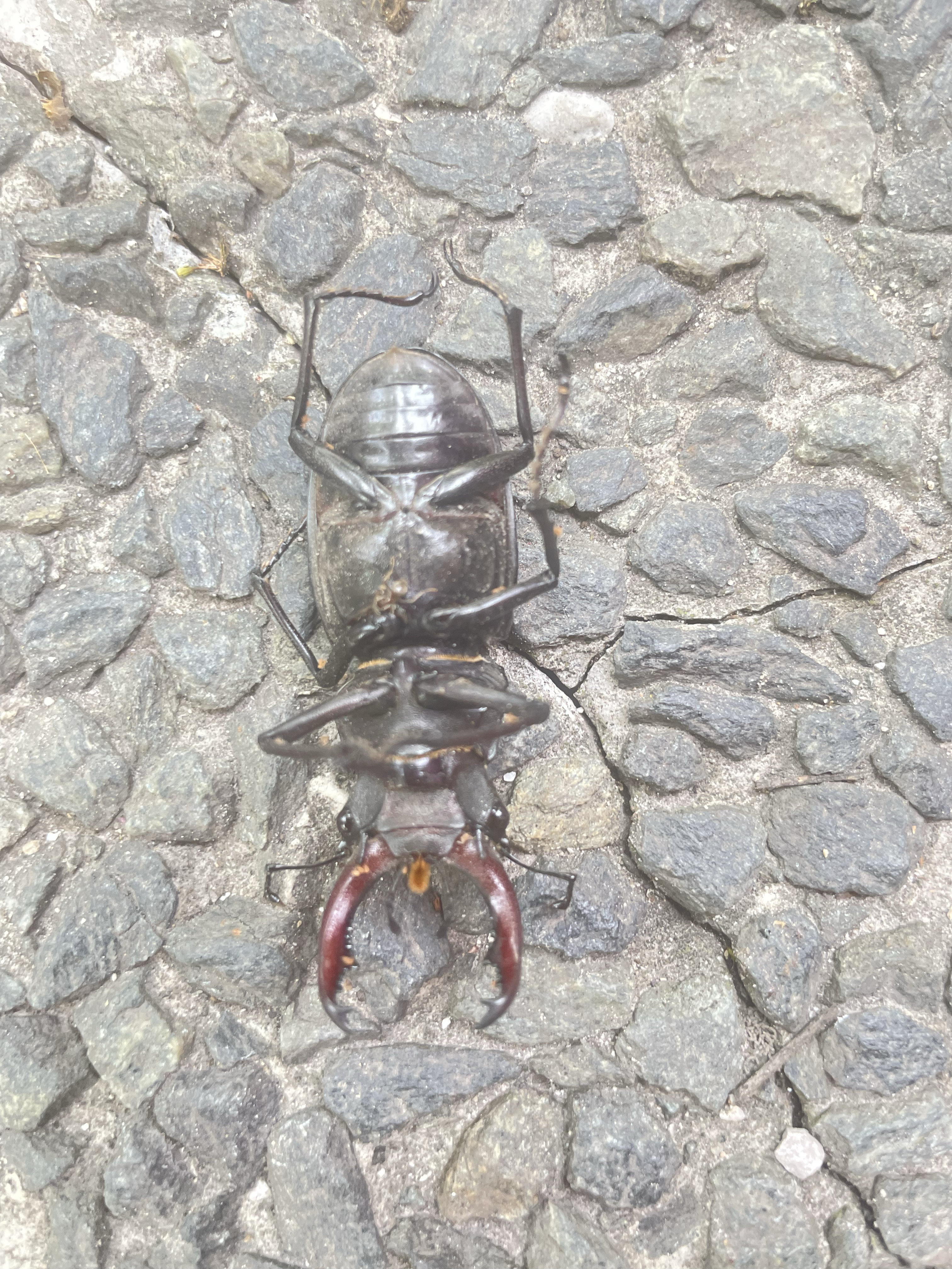 Subconscious Upside Down