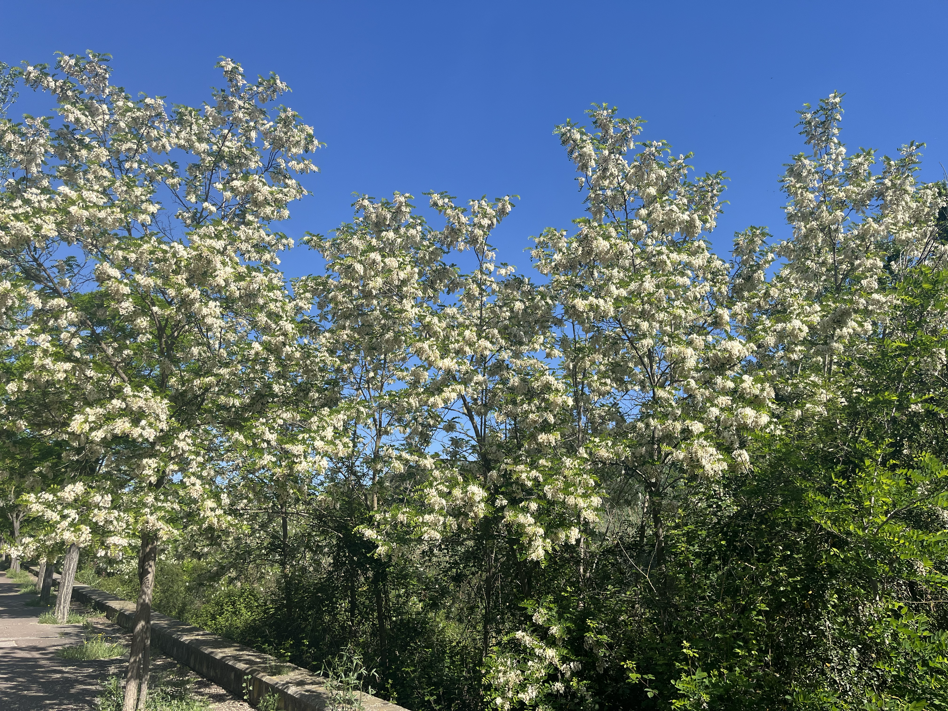 Bloom!