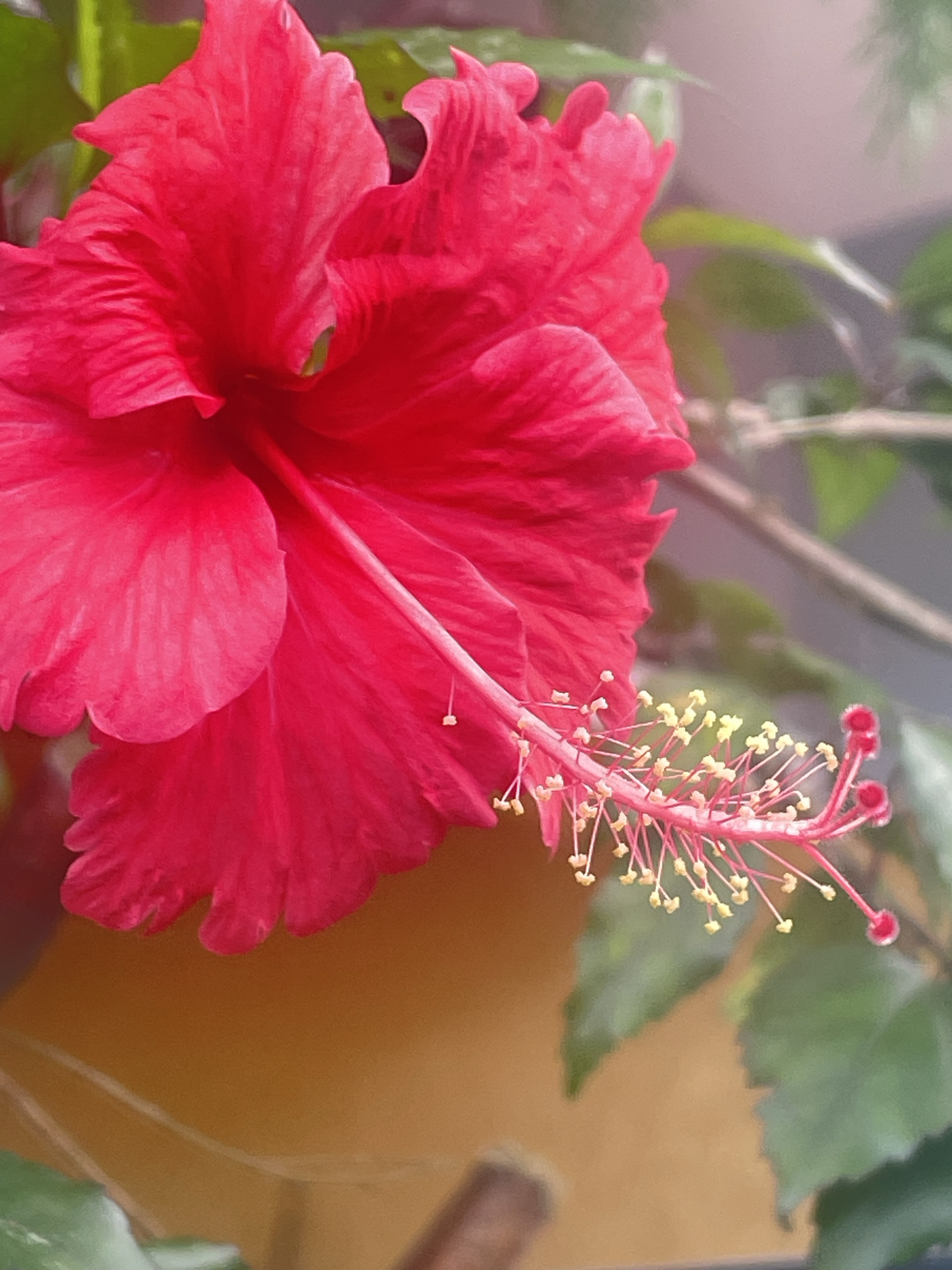 Hibiscus