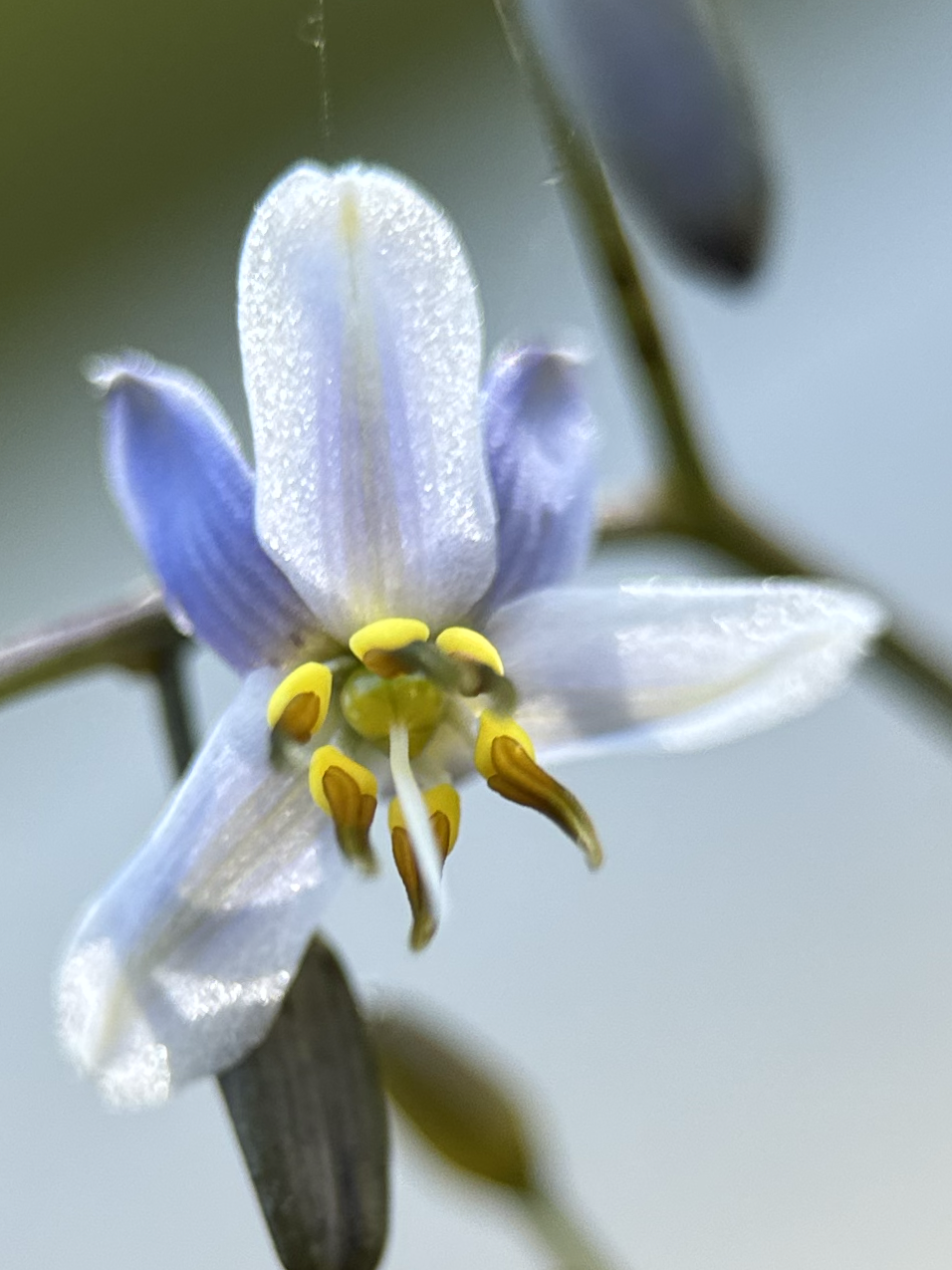 Blueberry Lily 