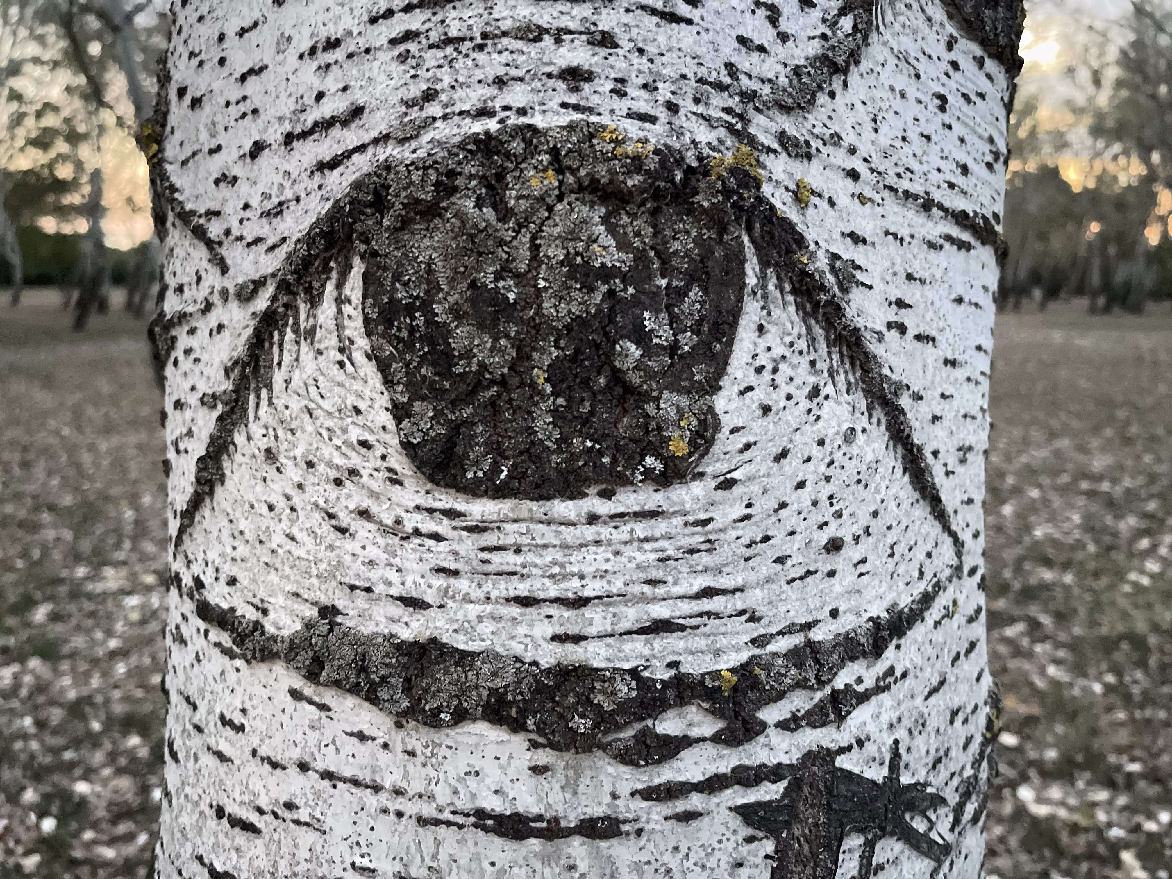tree_eye_001