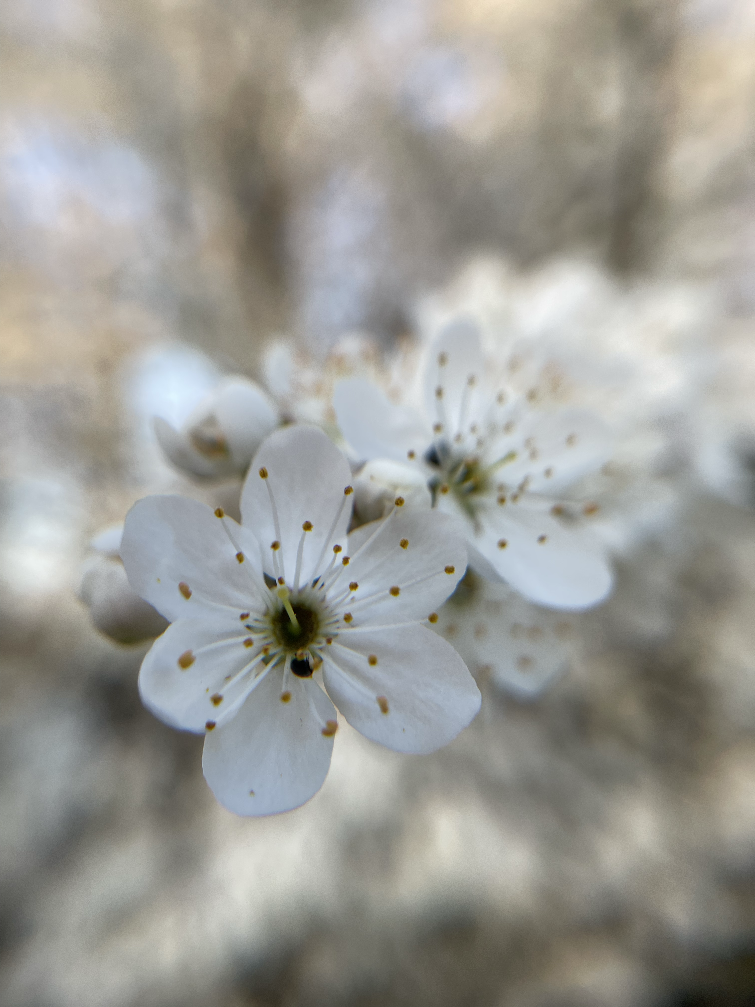 blossom_1