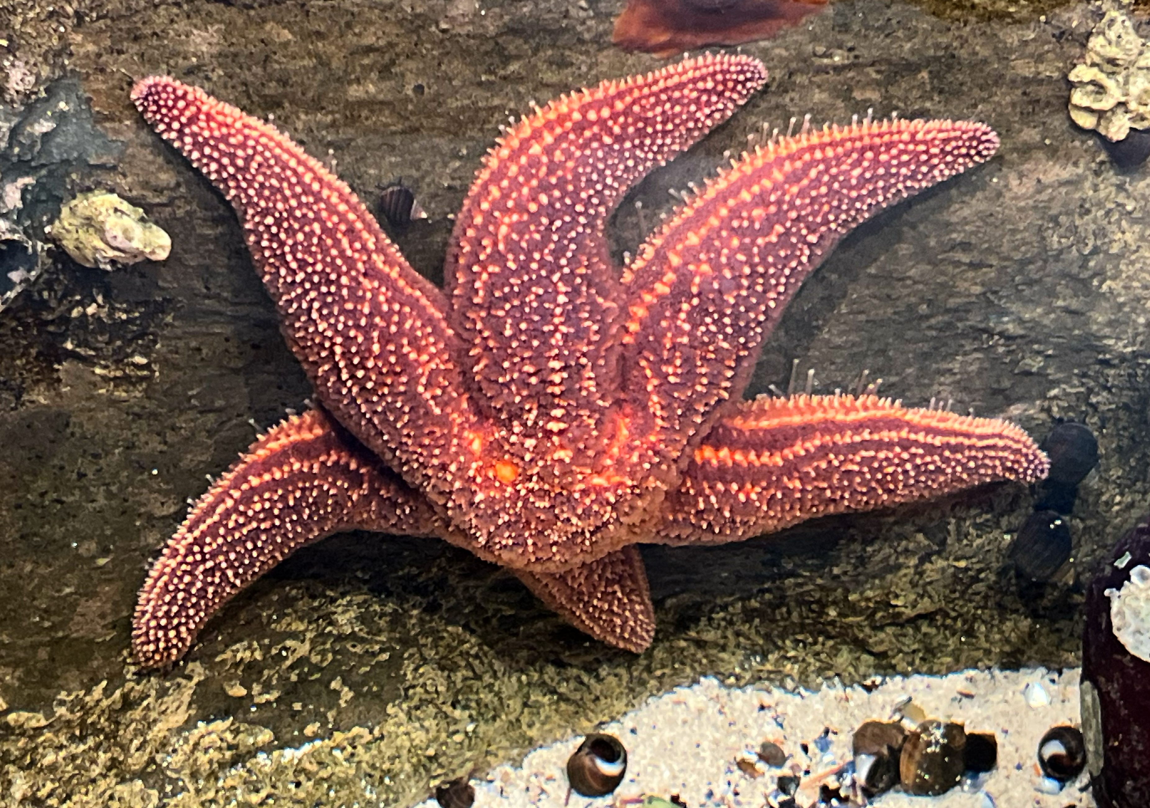 Forbes Sea Star