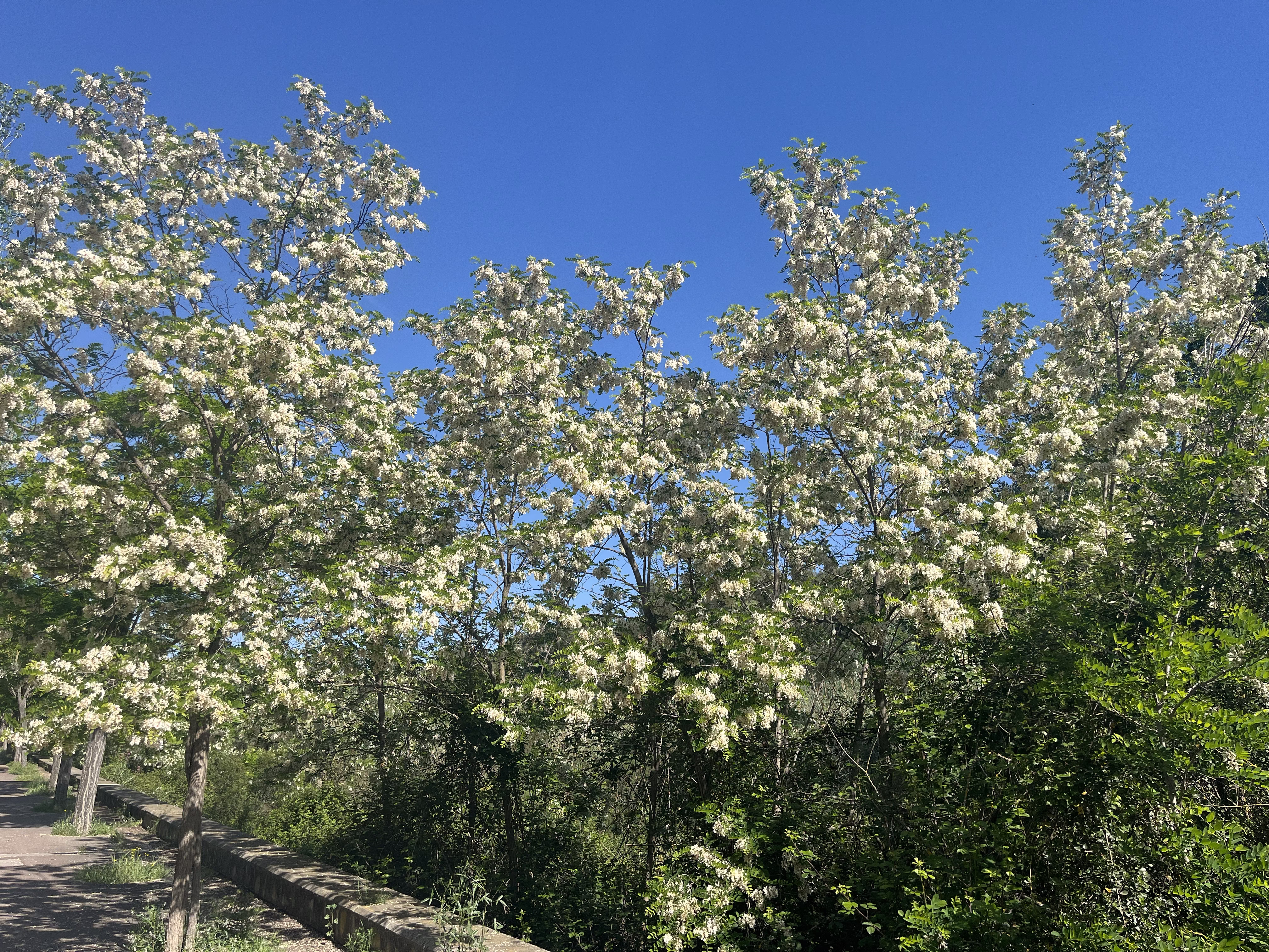Bloom!