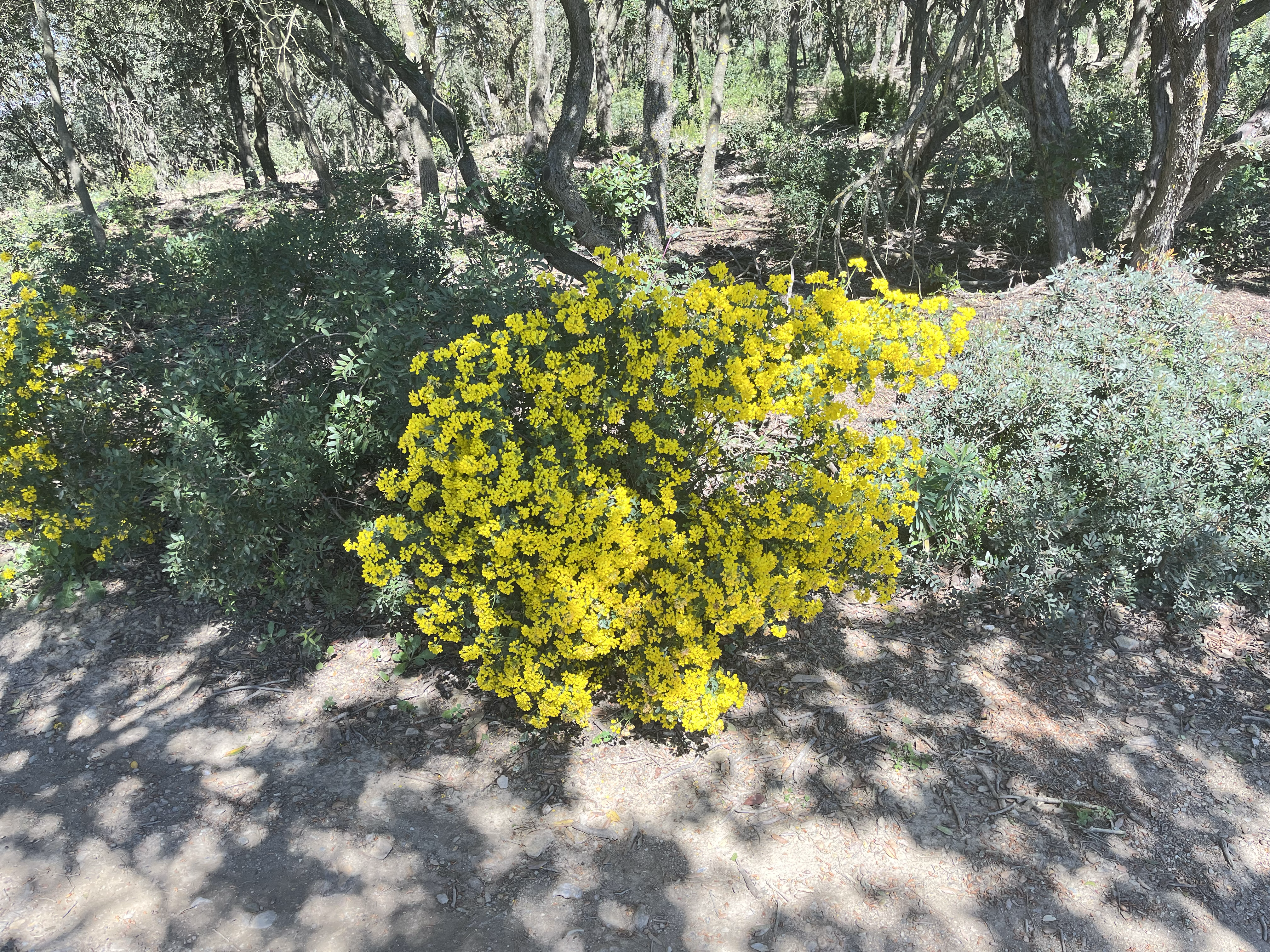 Yellow flower bushes