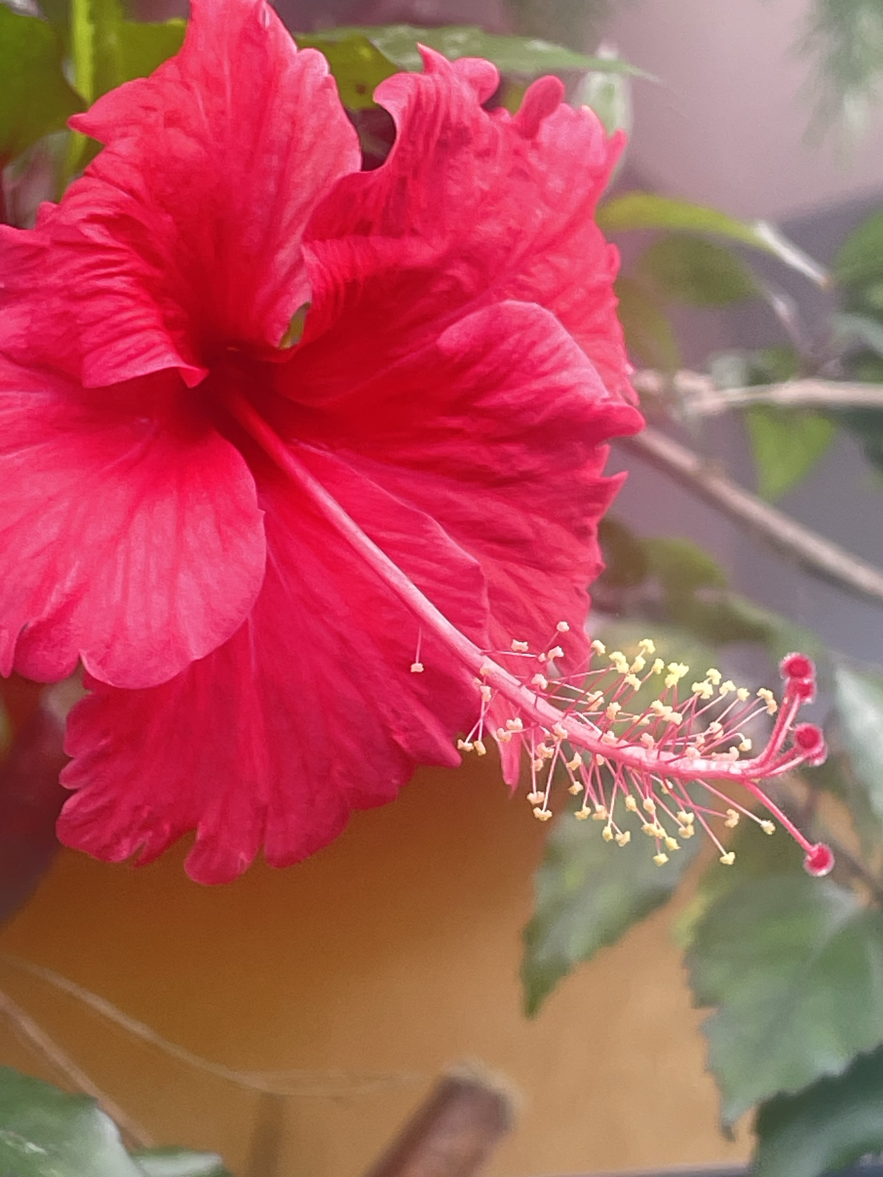 Hibiscus