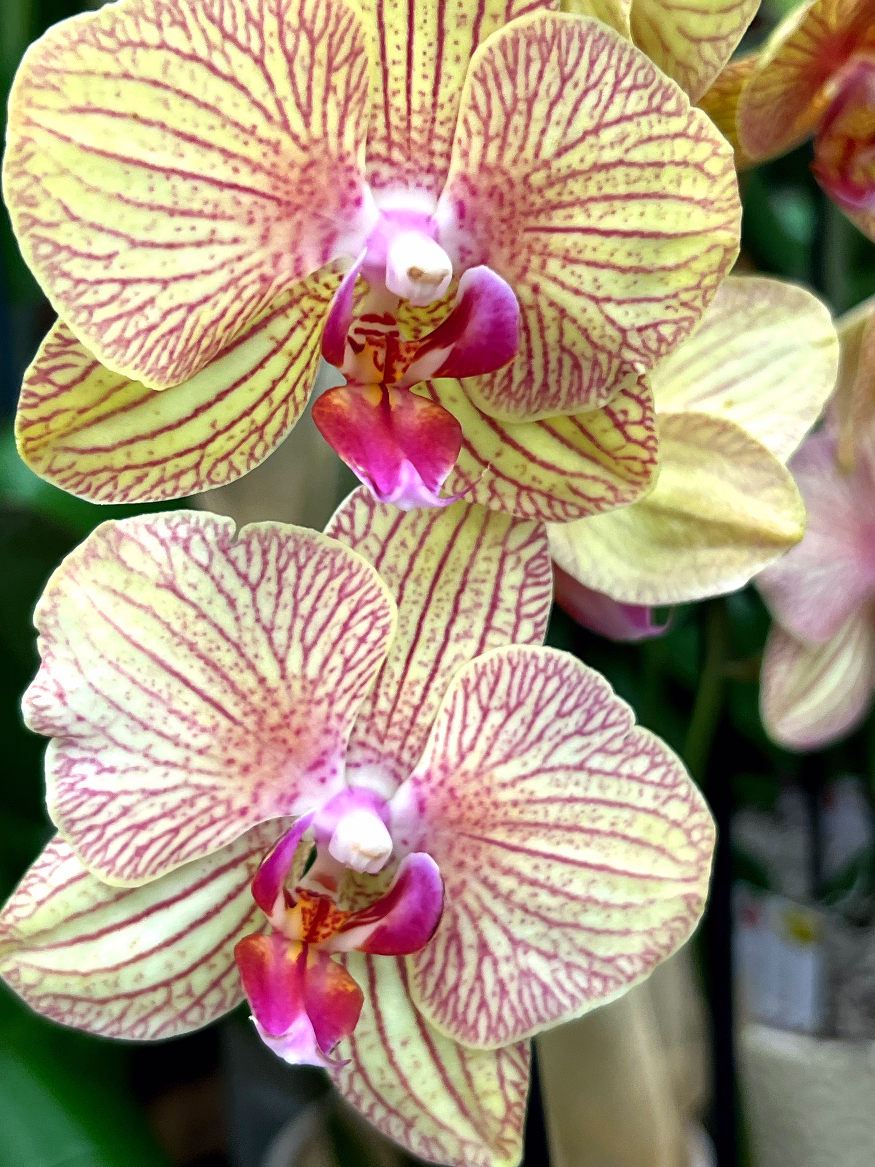 Phalaenopsis Orchid