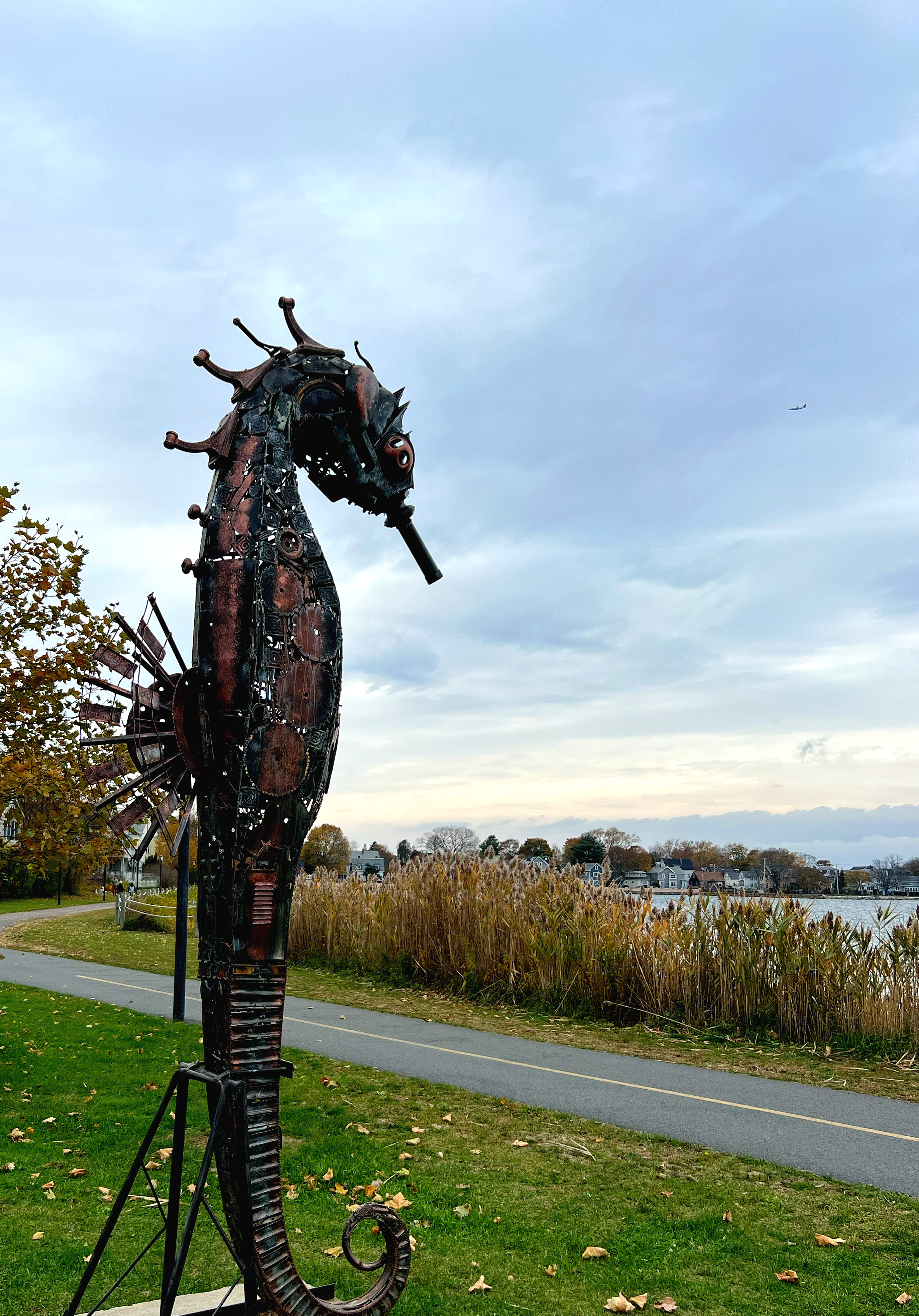 Collin’s Cove Seahorse