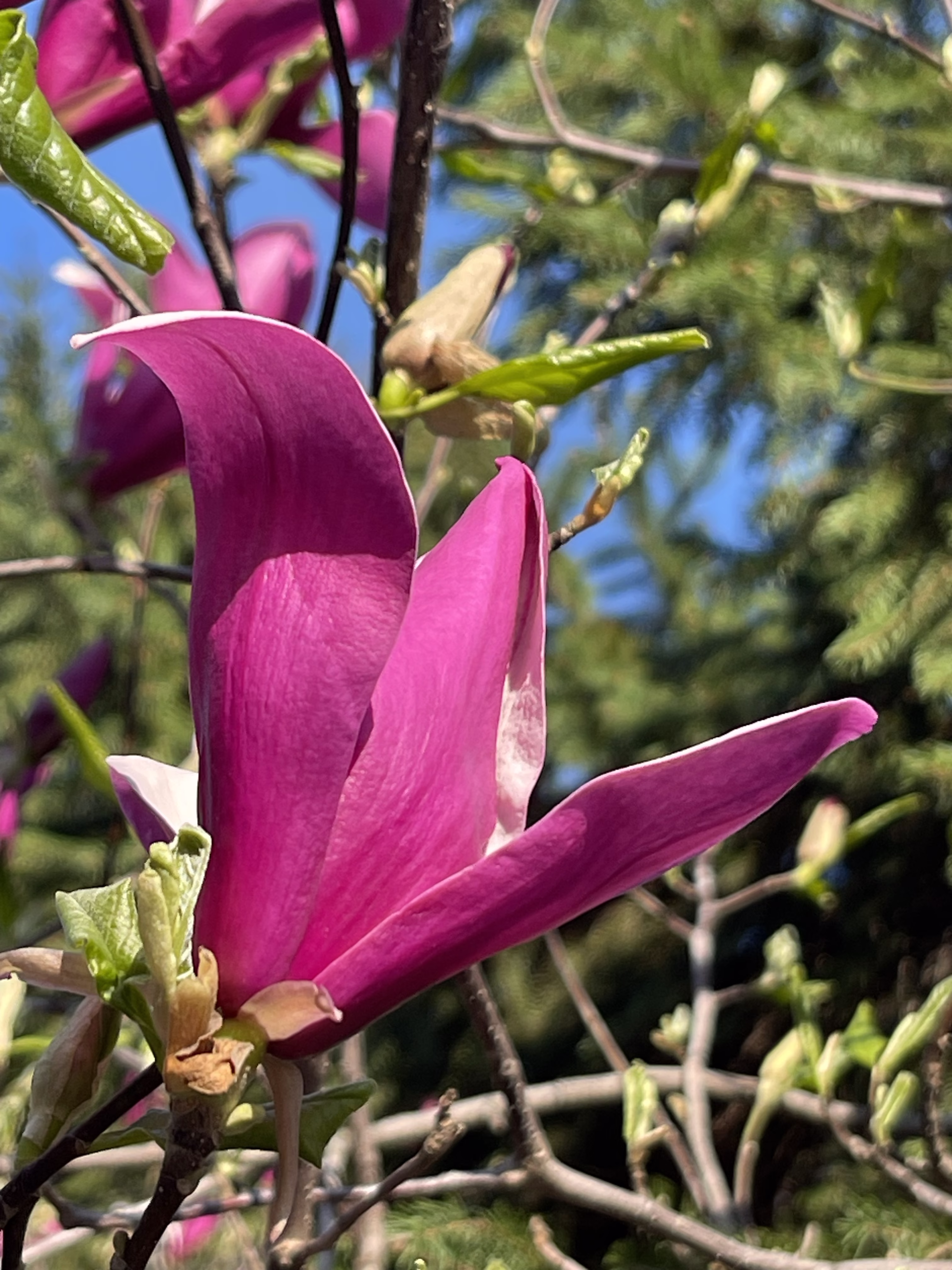 magnolia 