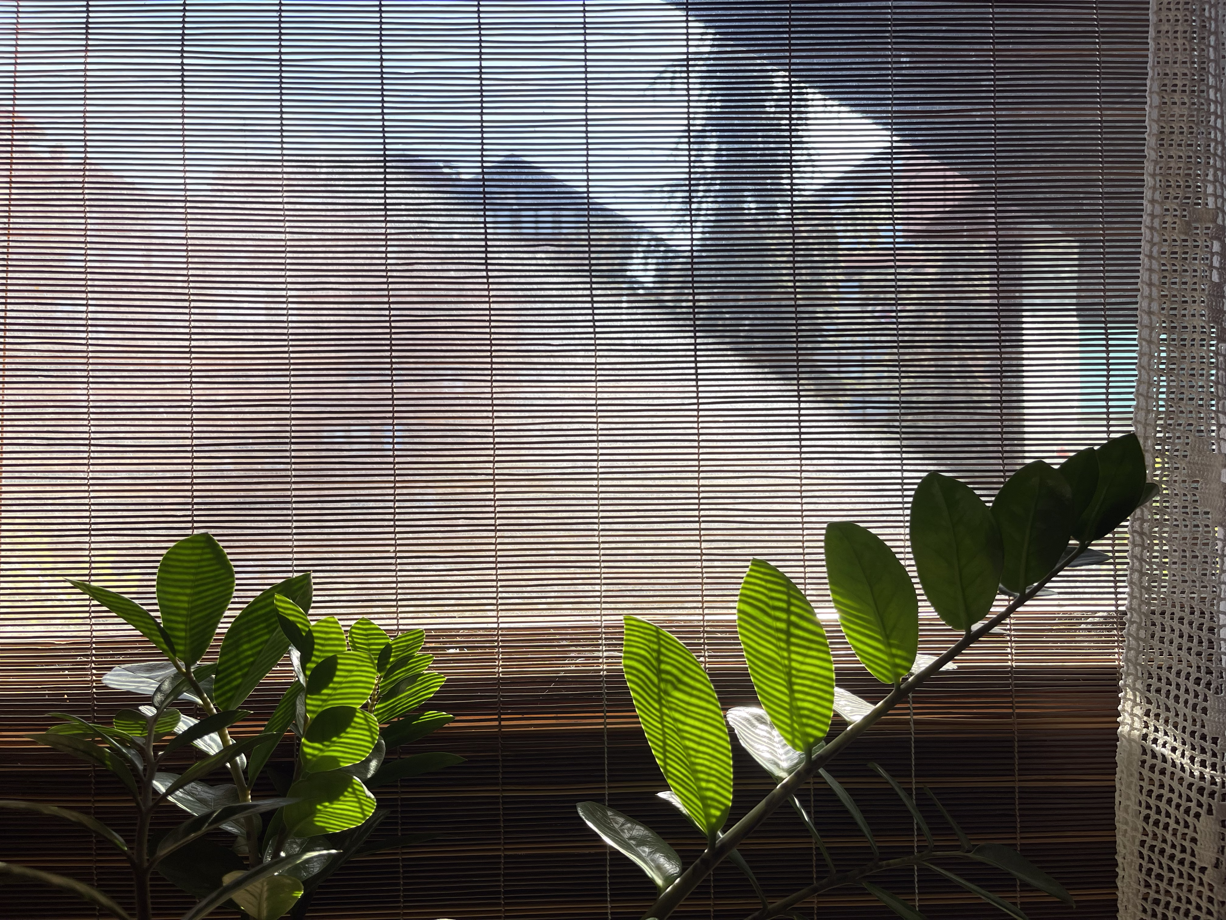 morning sun & leaves 