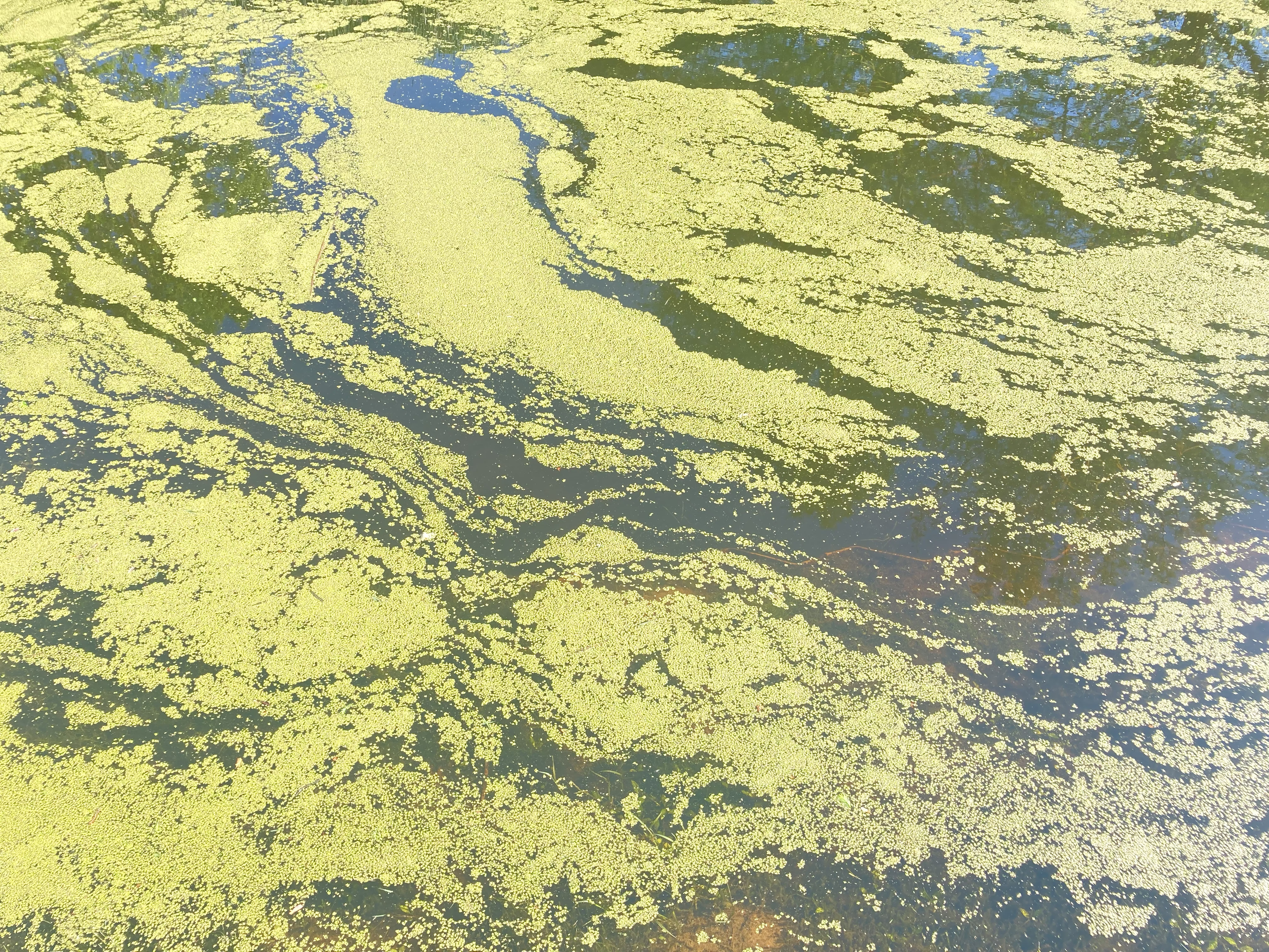 from an afternoon walk