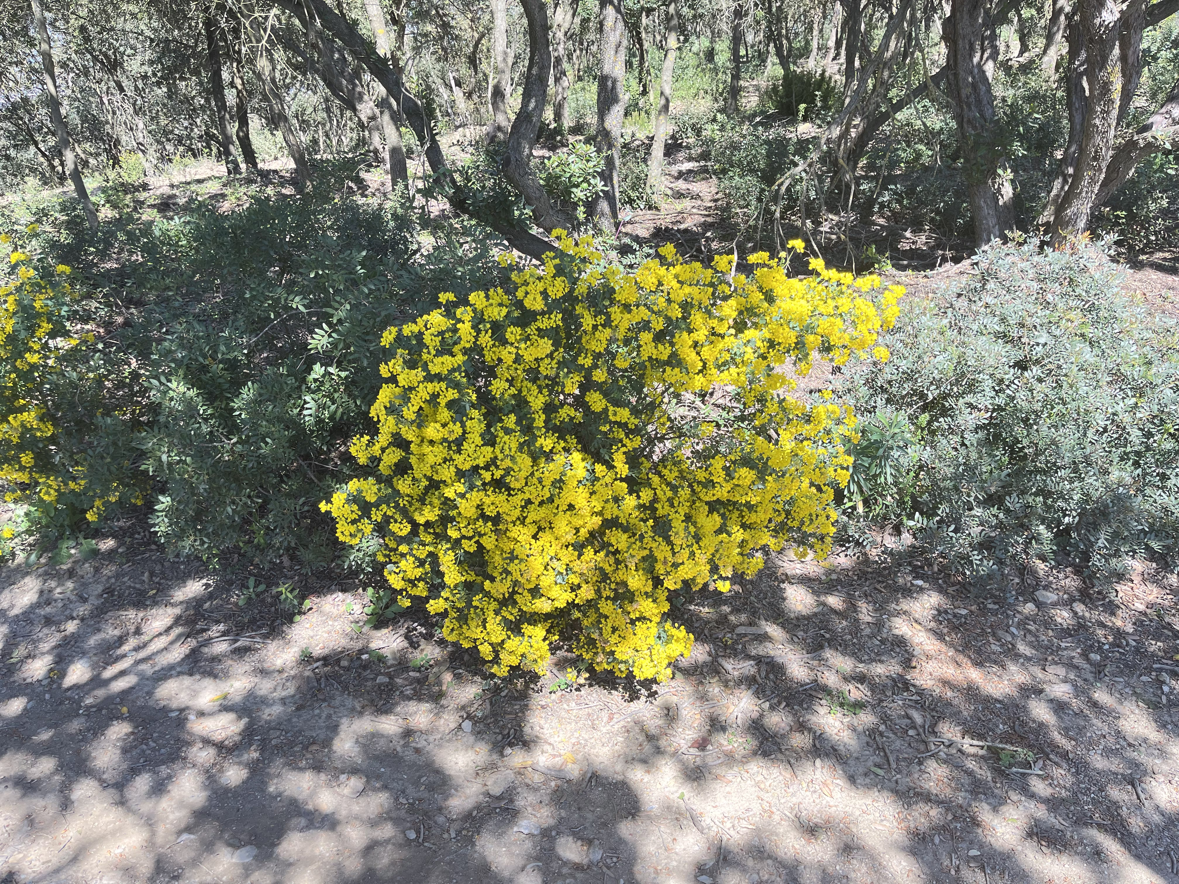 Yellow flower bushes