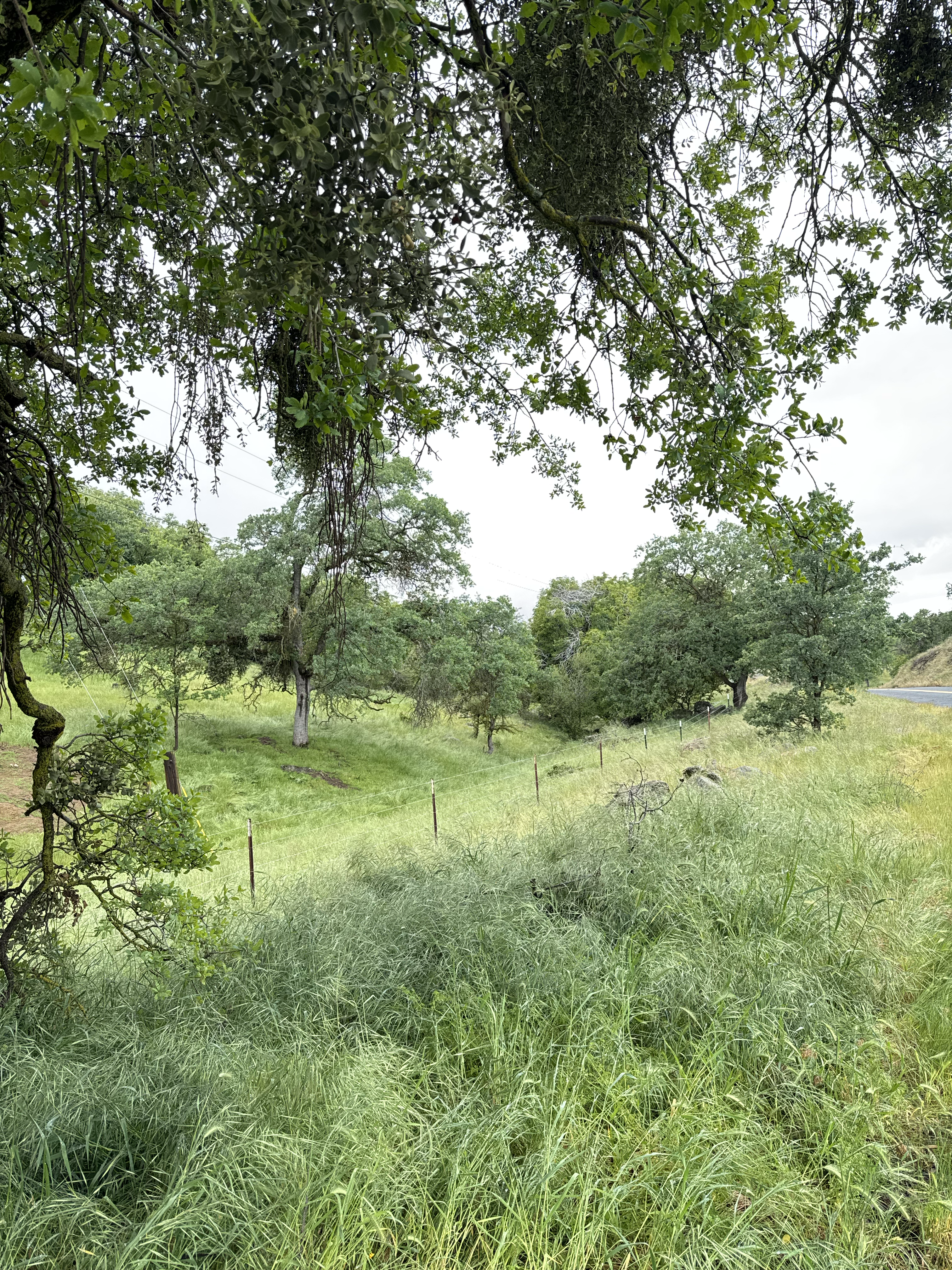 Dancing Oaks 