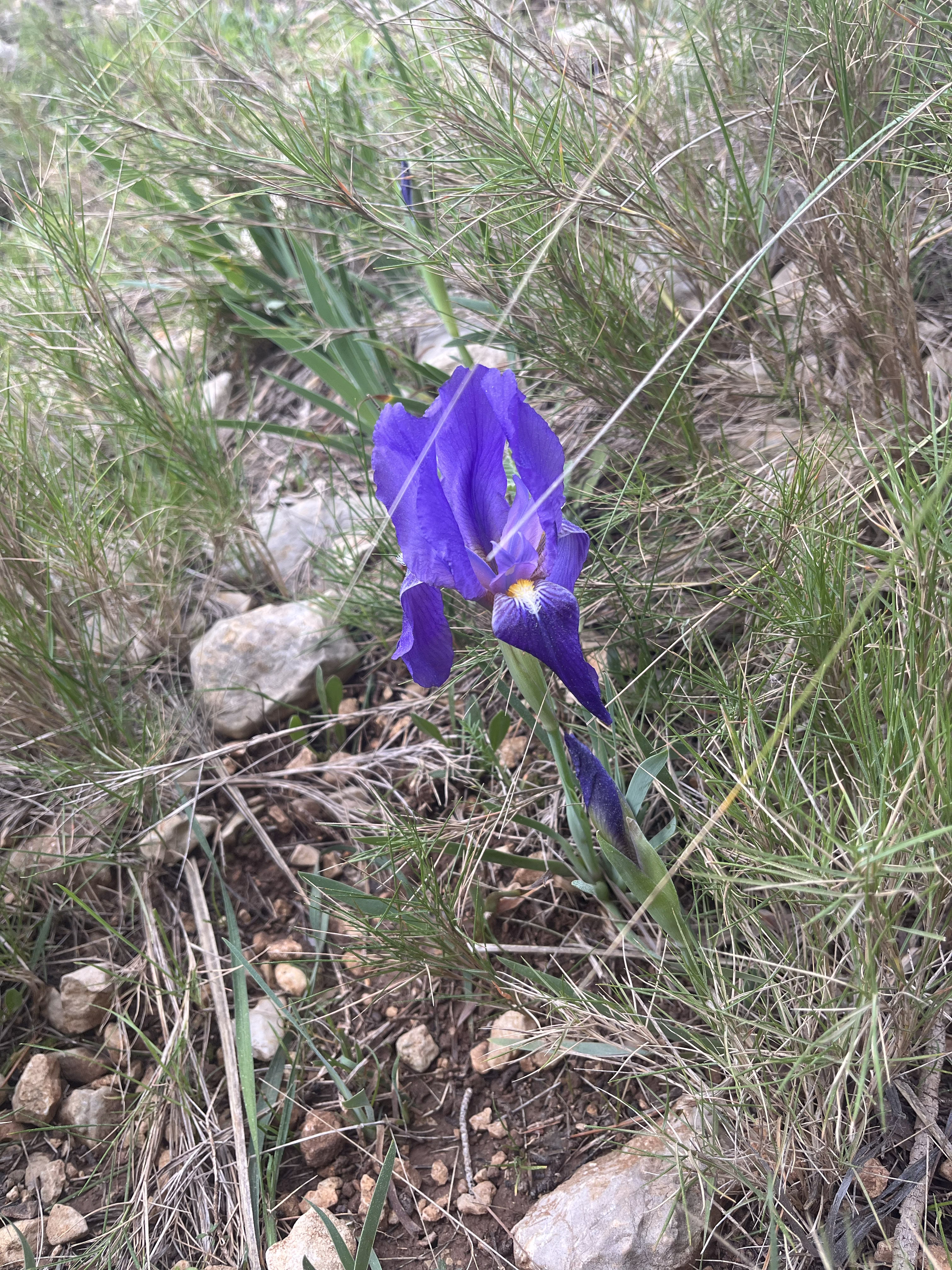 Wild Iris