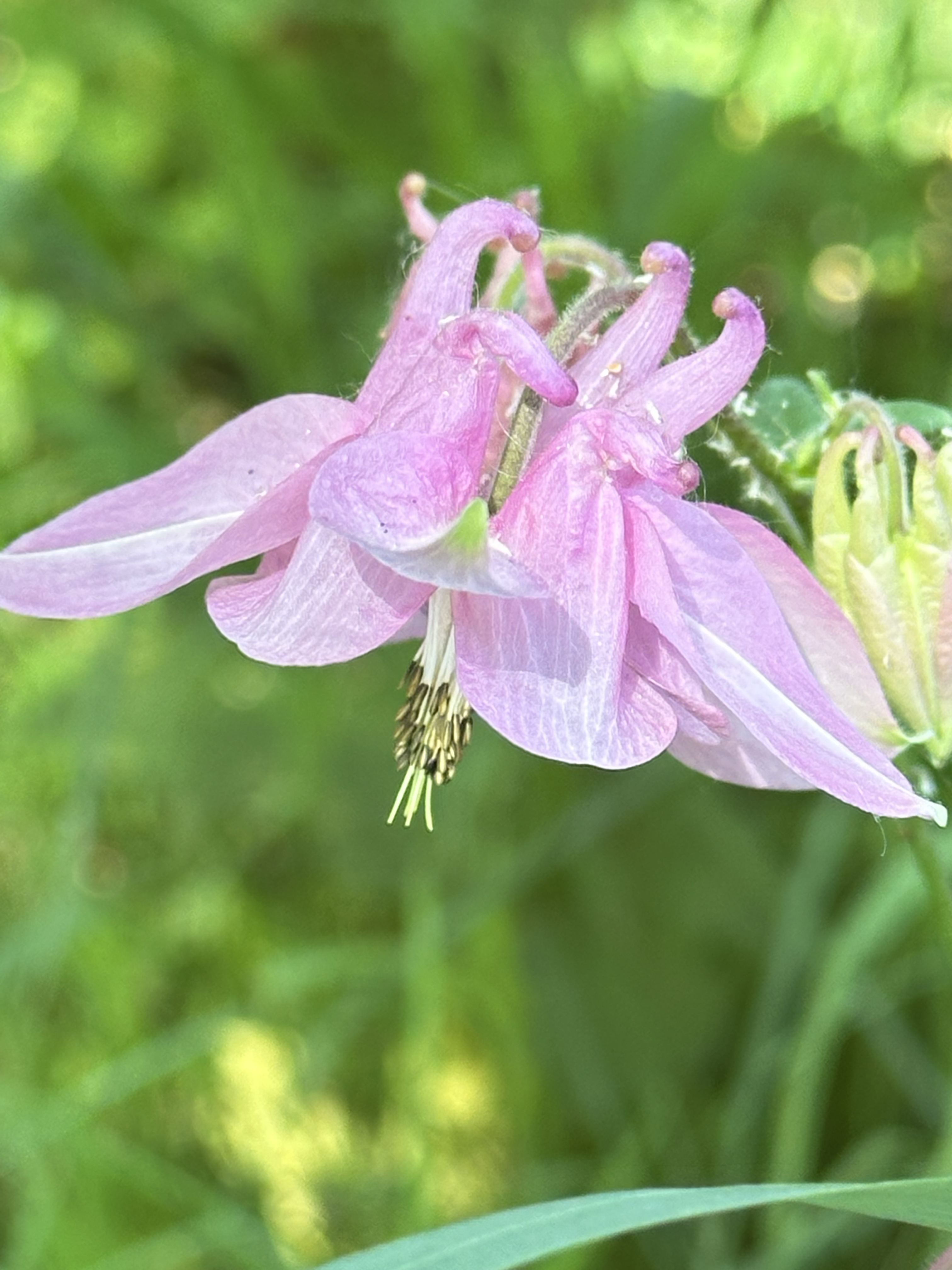 Pink Bonnets
