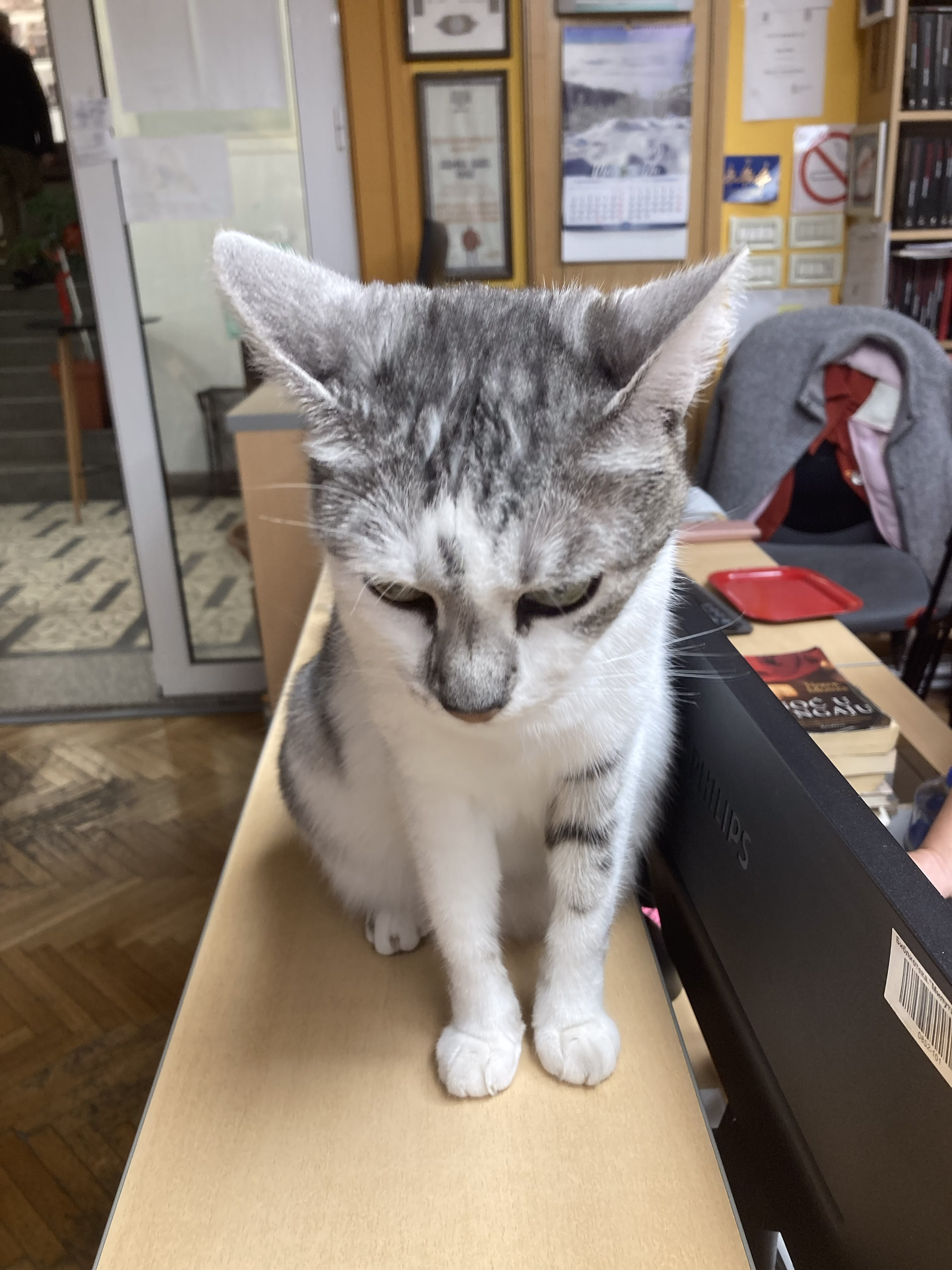 Cat from library