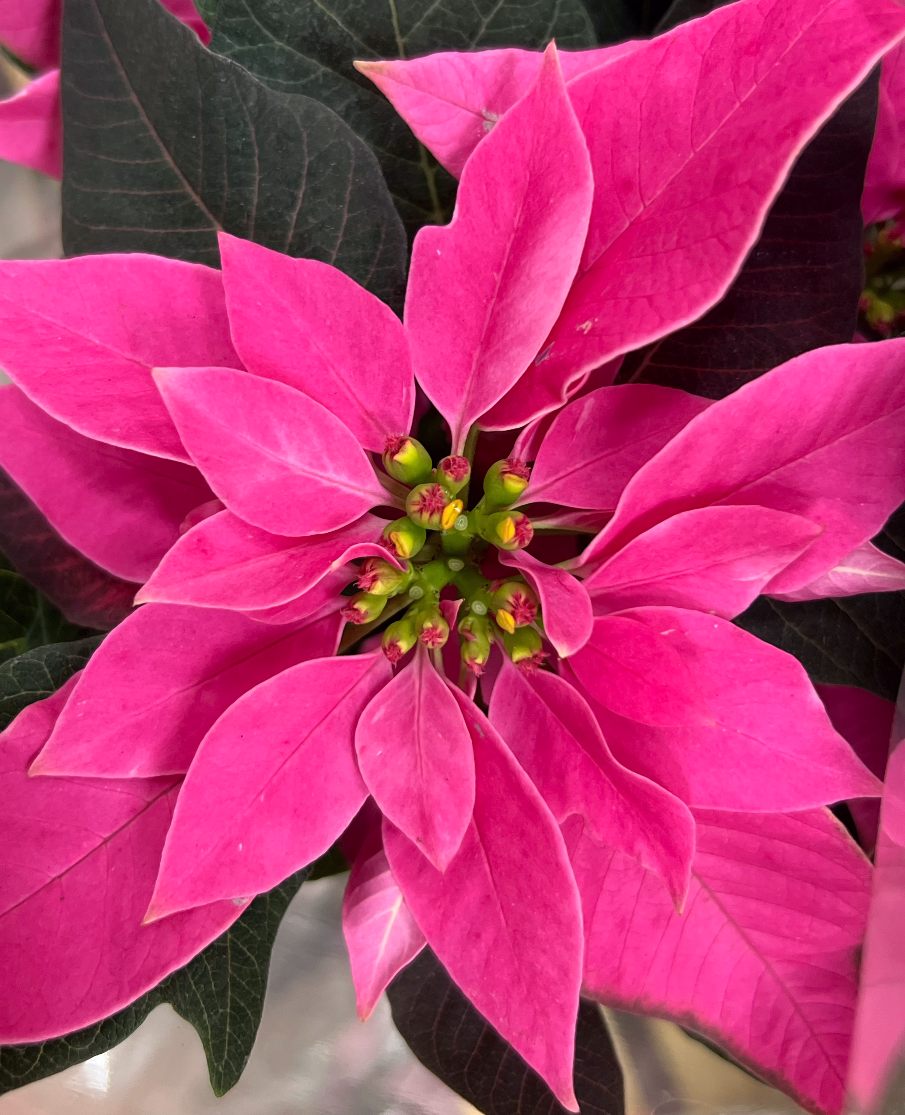 Hot Pink Poinsettia