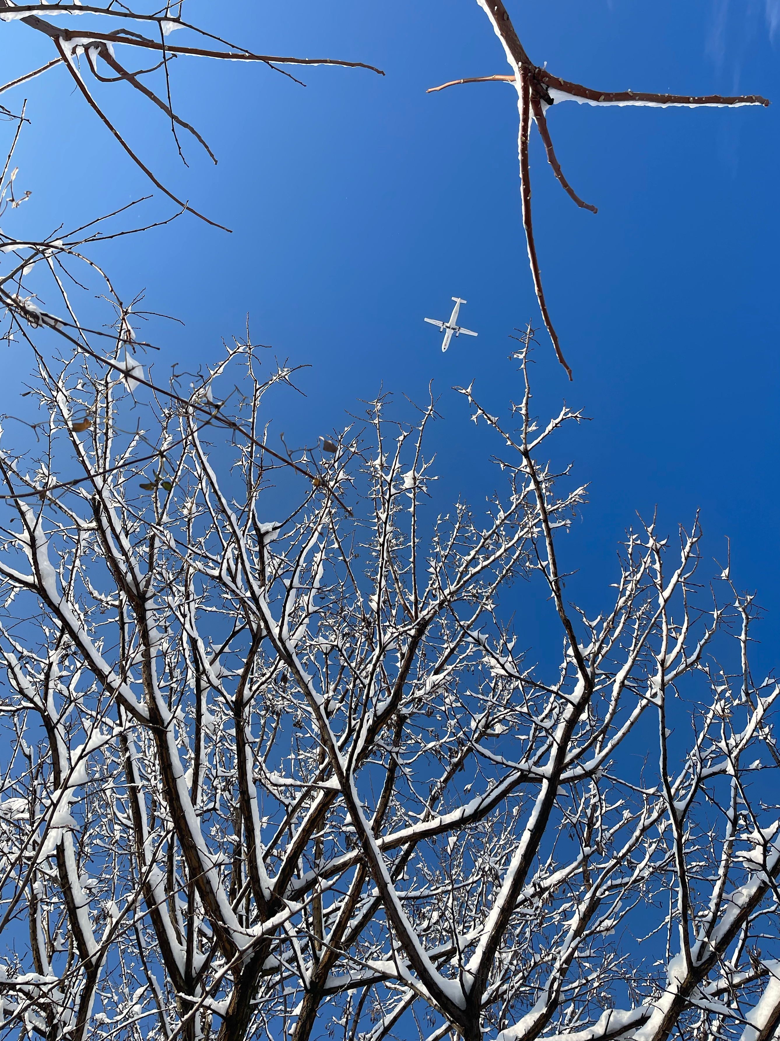 plane snow & branches 