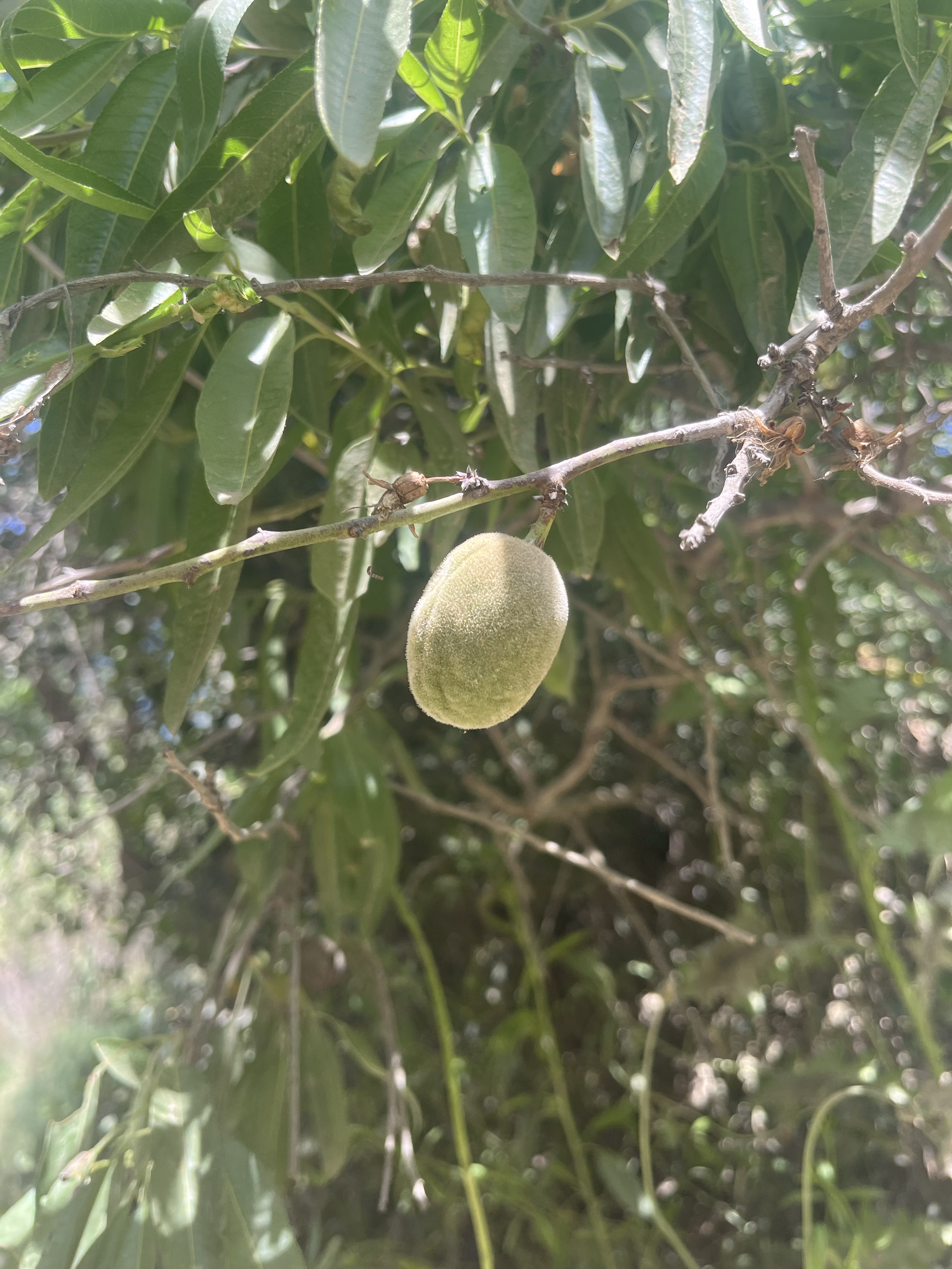 Almond 