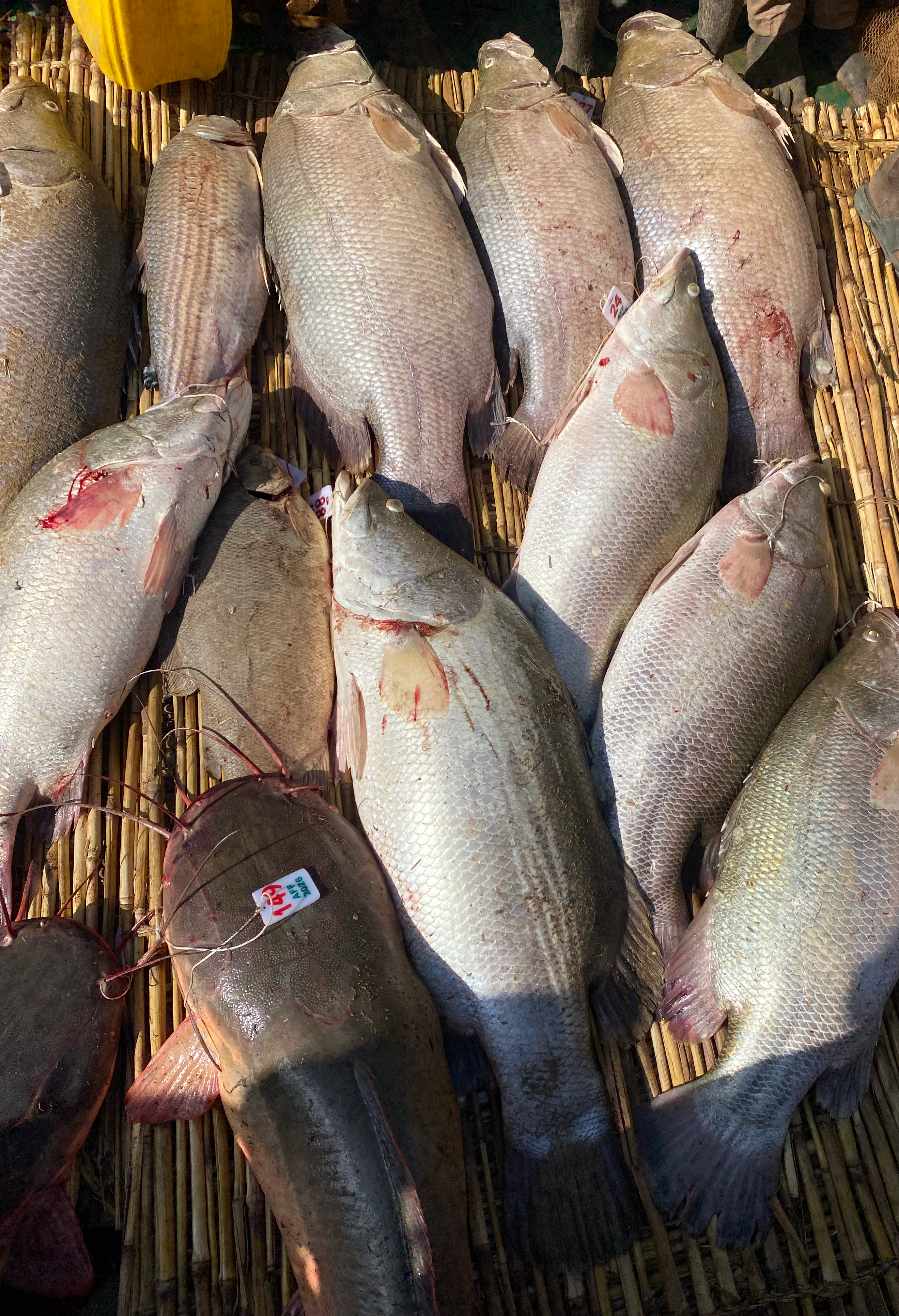 Some of the fishes caught