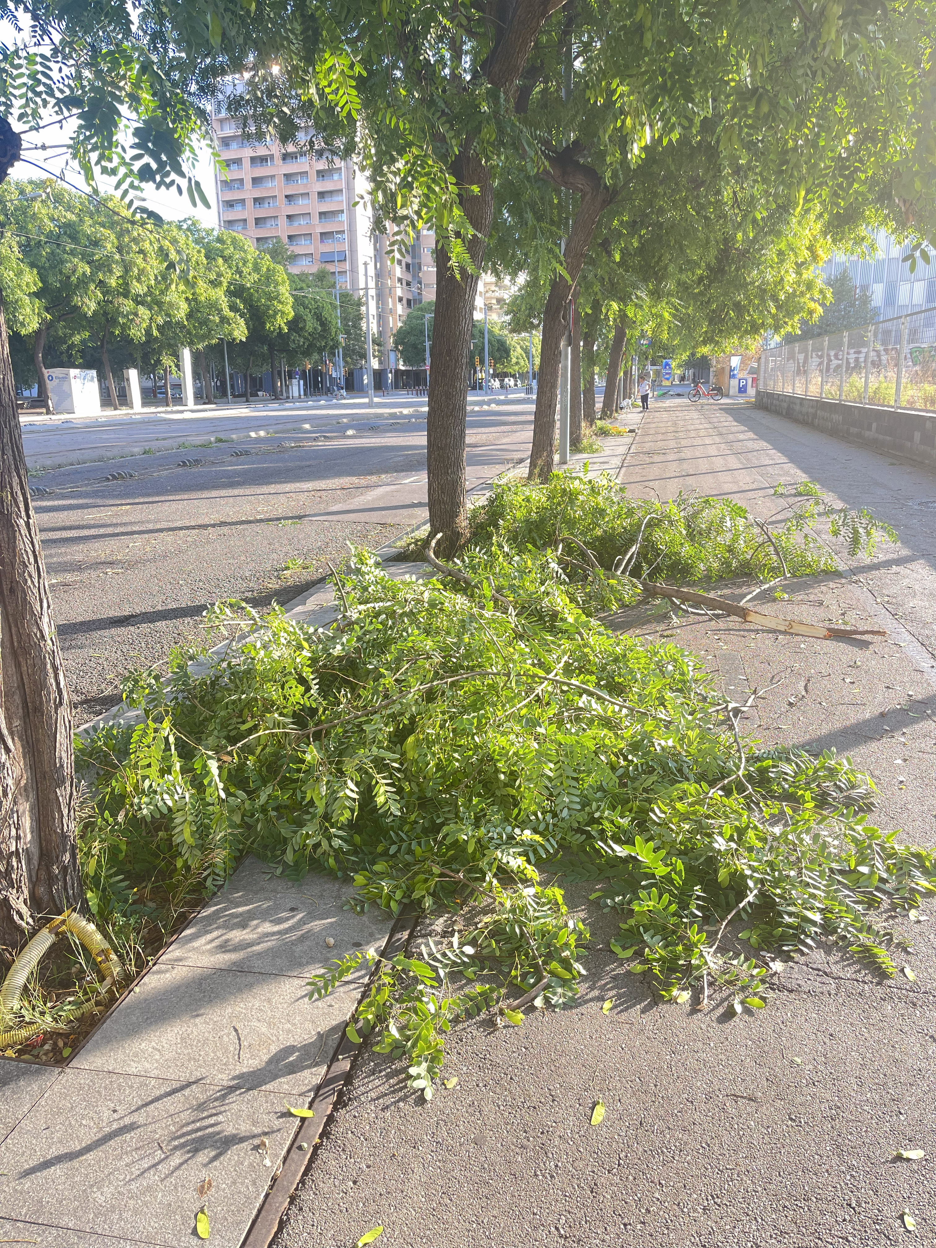 Trees not ready for mega storms