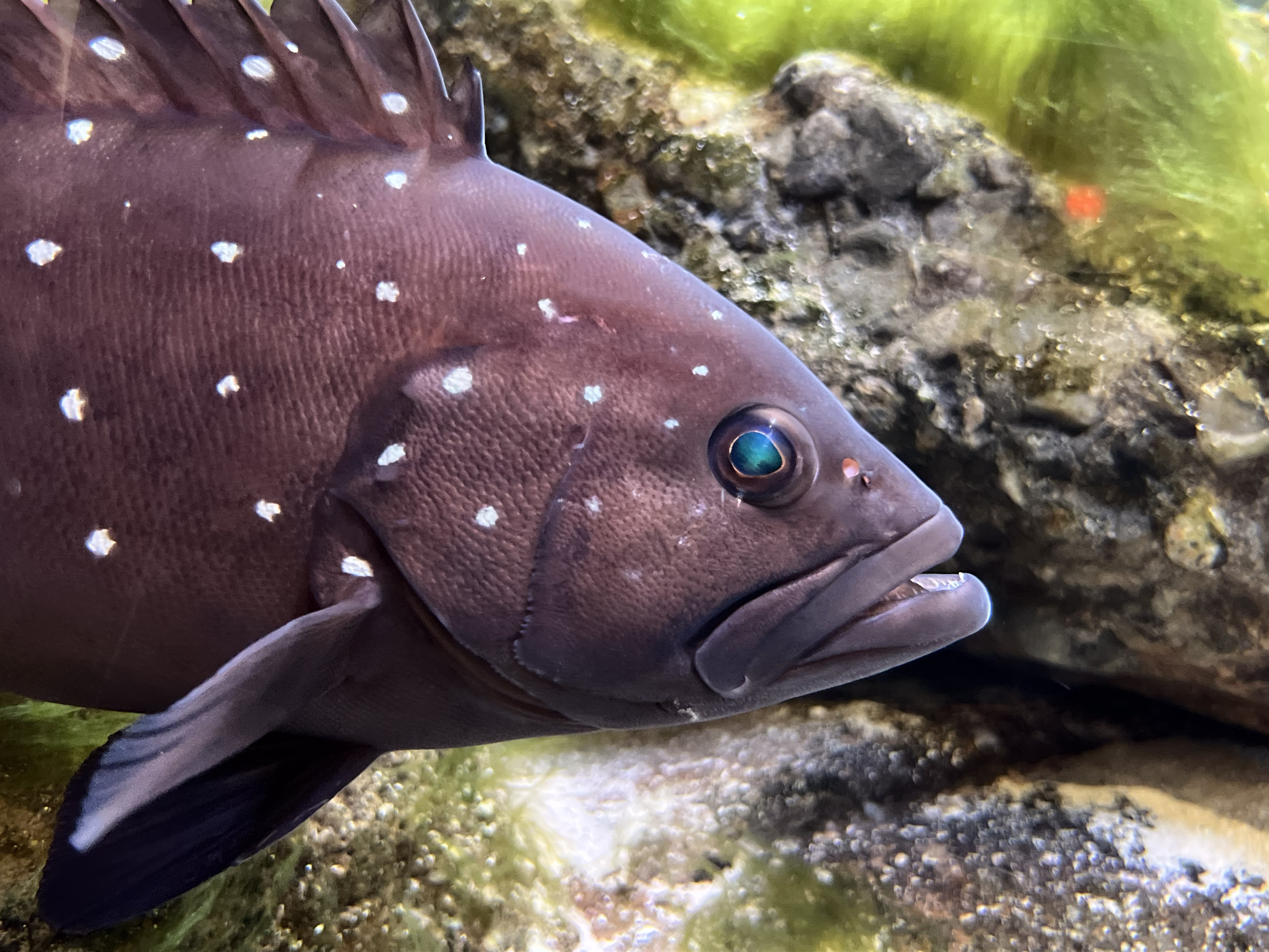 Snowy Grouper