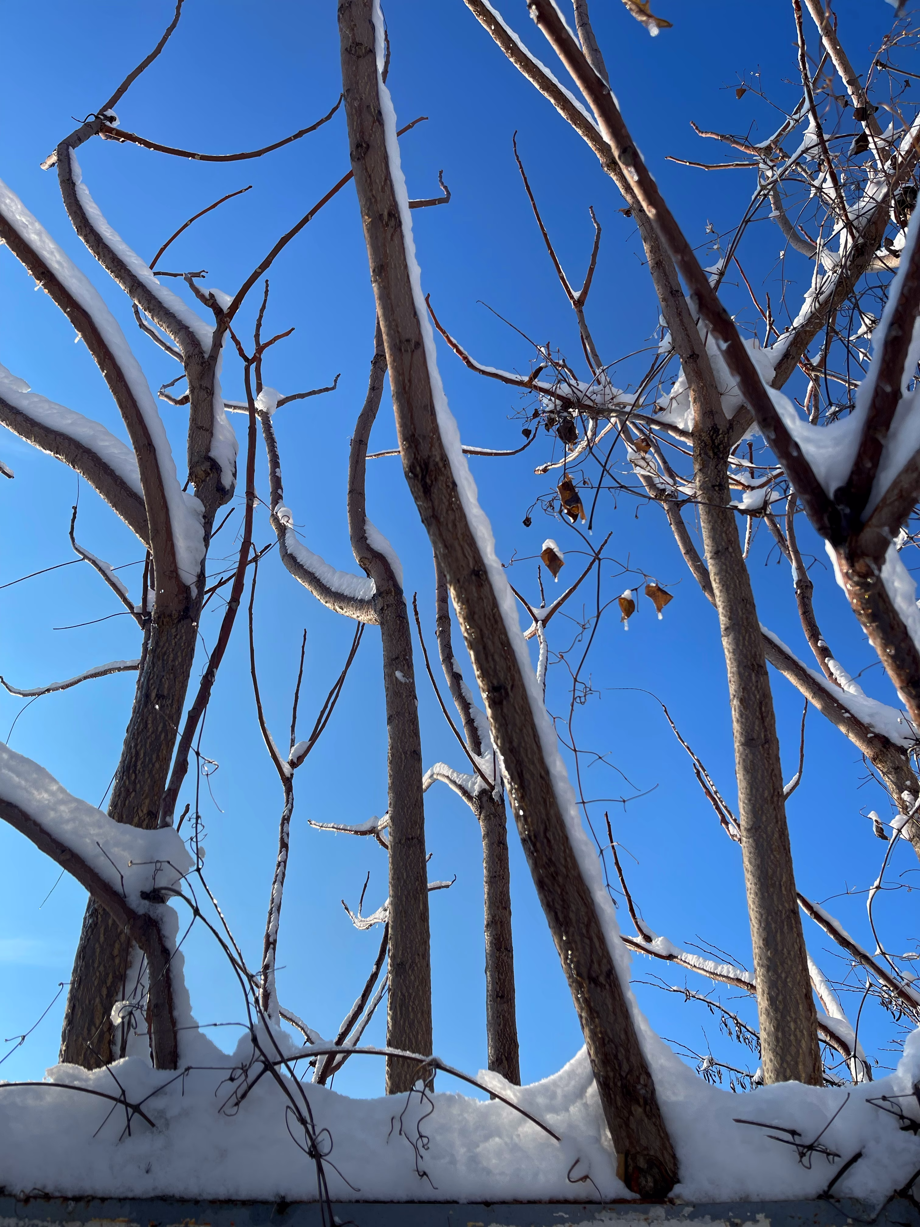 snow-covered branches 