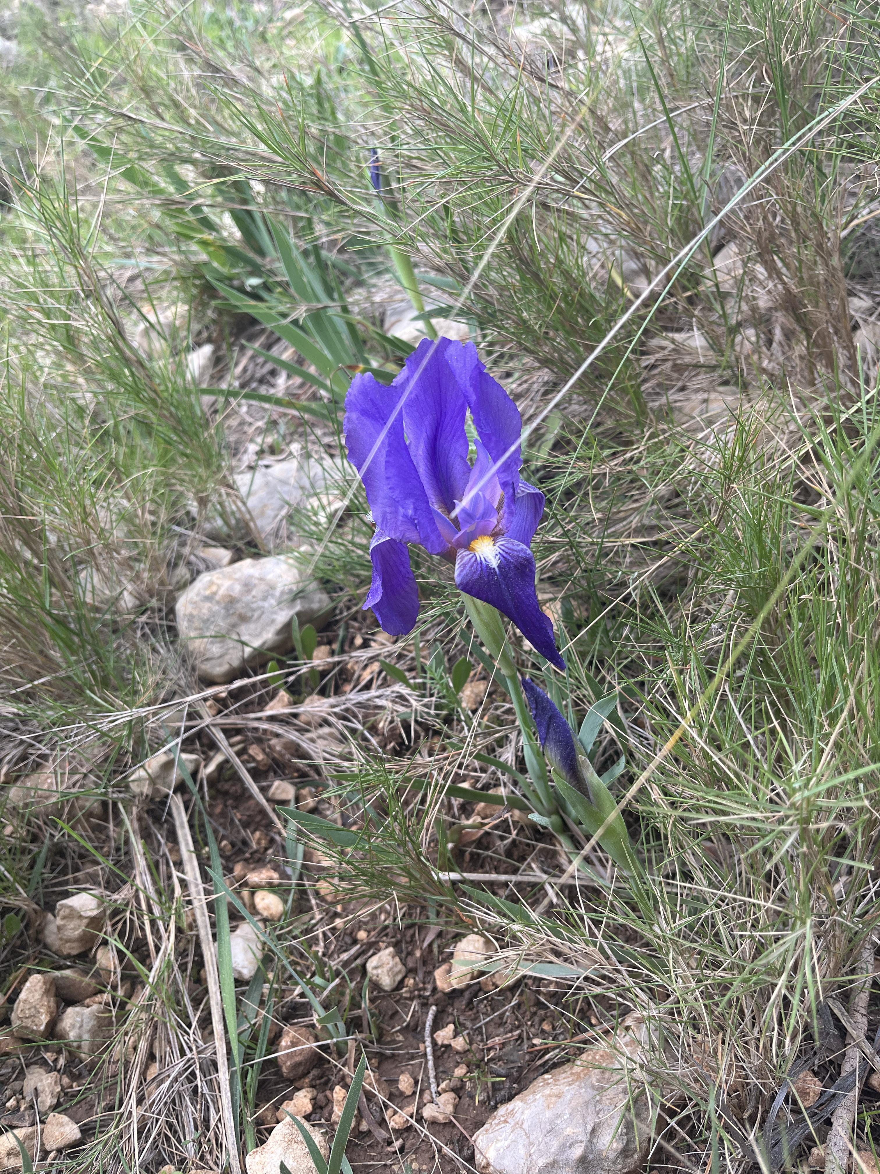 Wild Iris