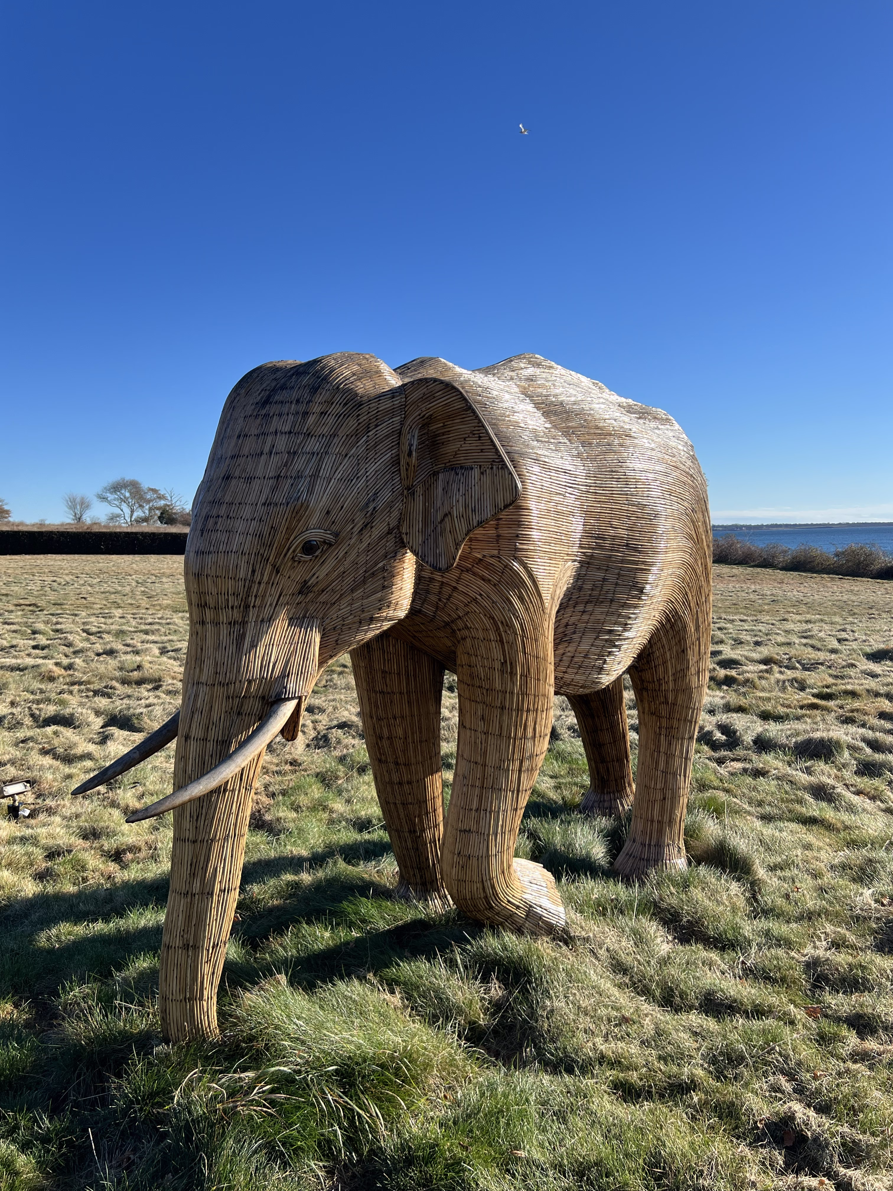 The Great Elephant Migration 2