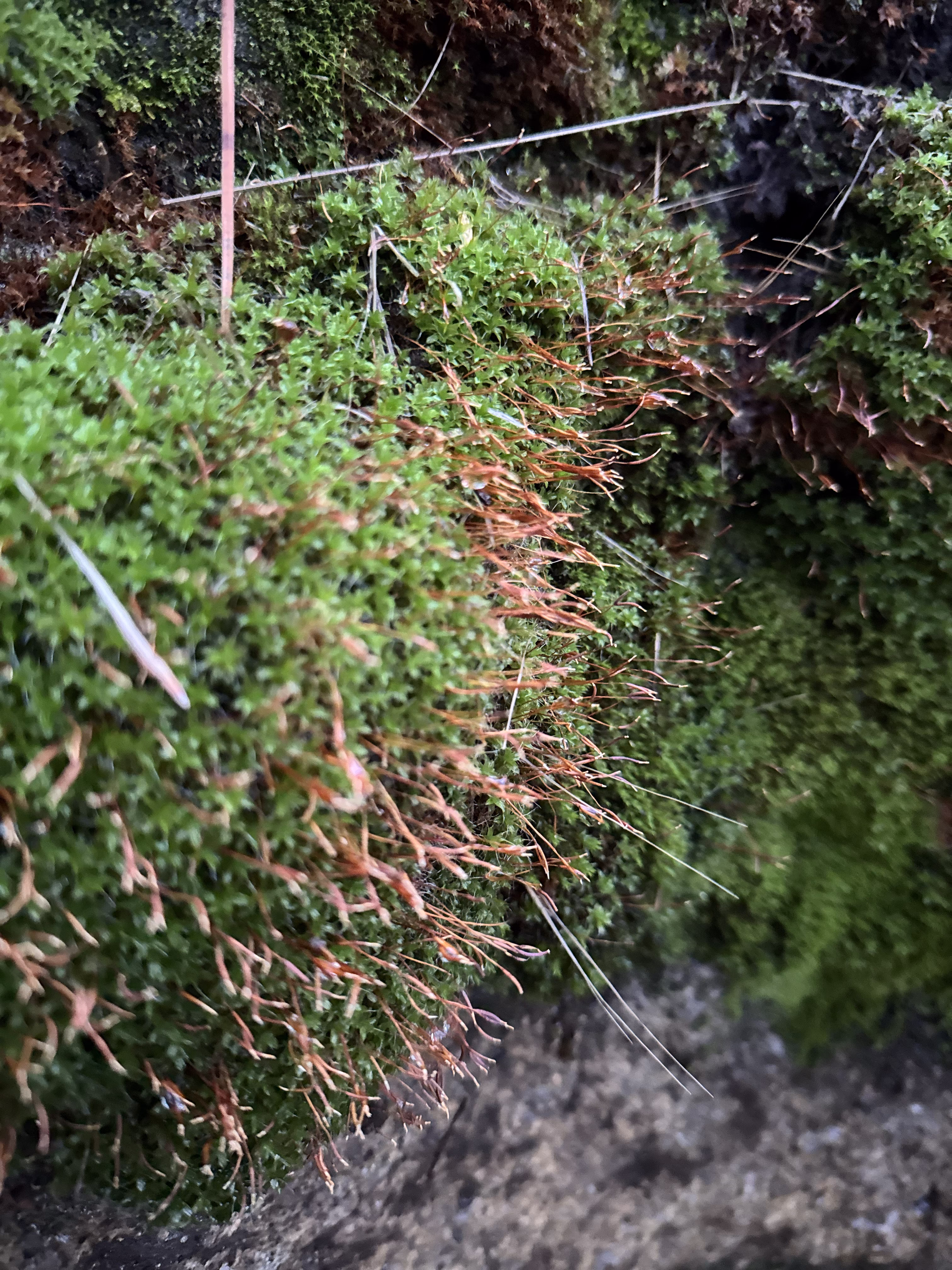 Moss in winter 