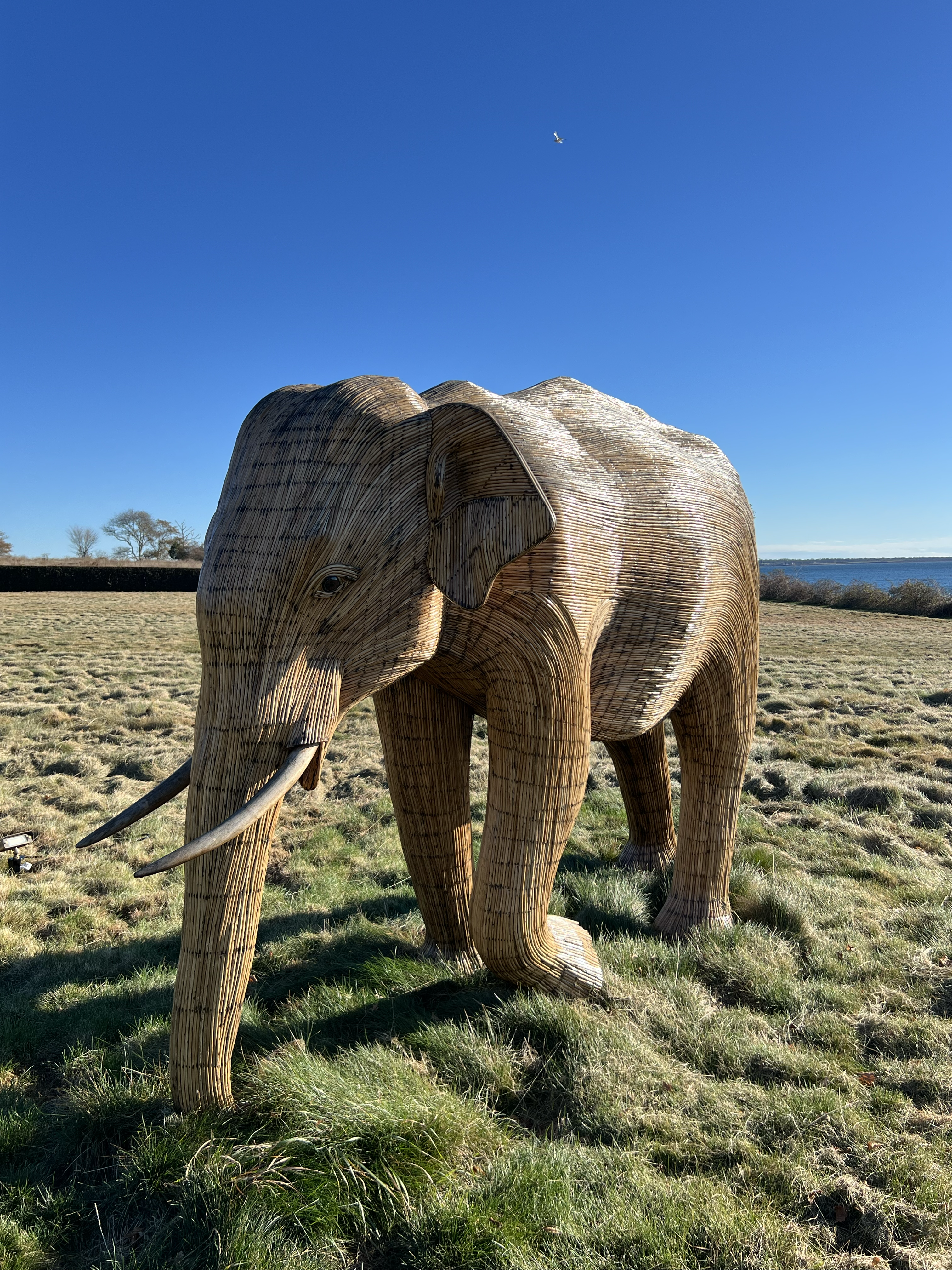 The Great Elephant Migration 2