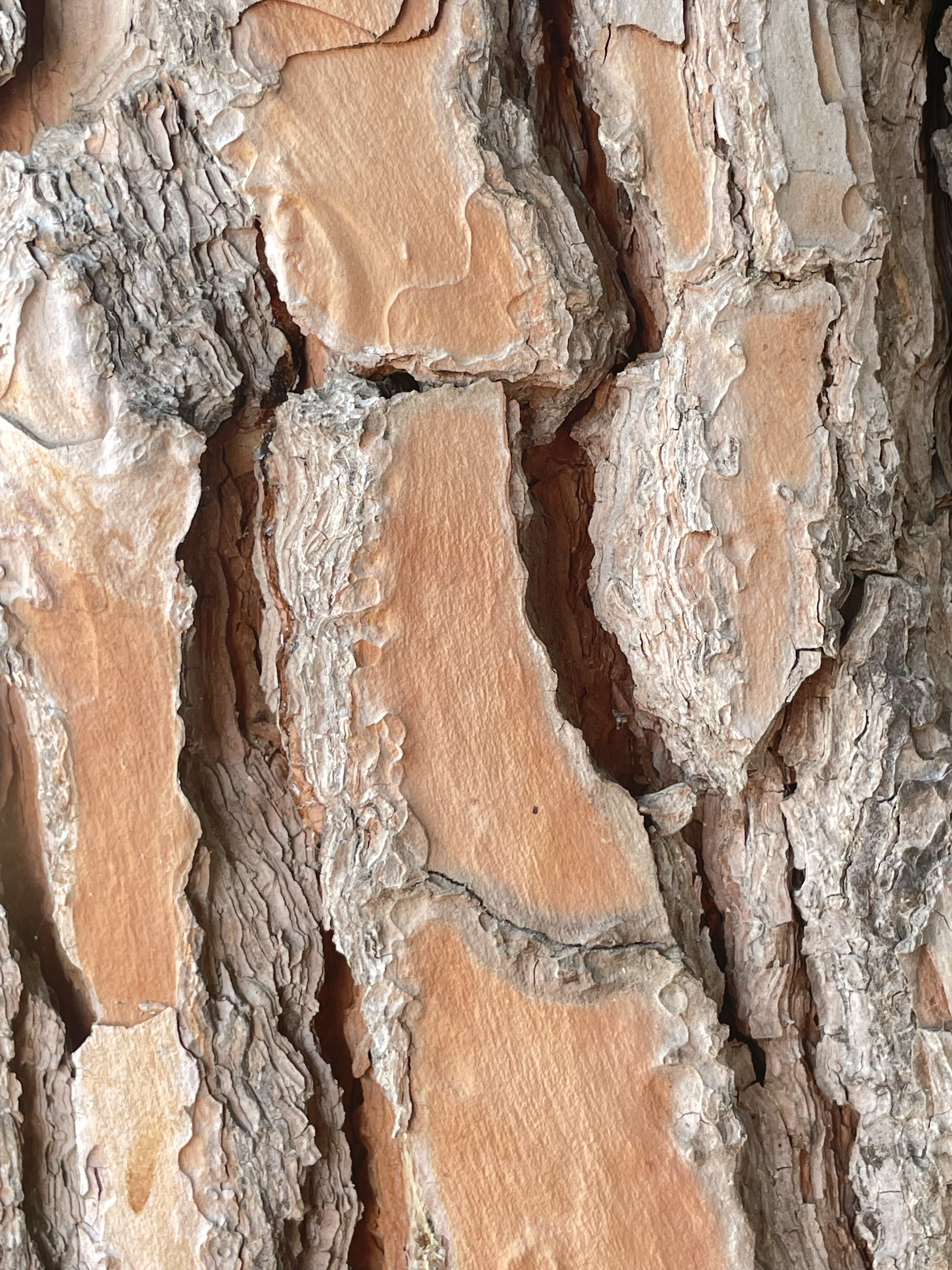 Tree bark