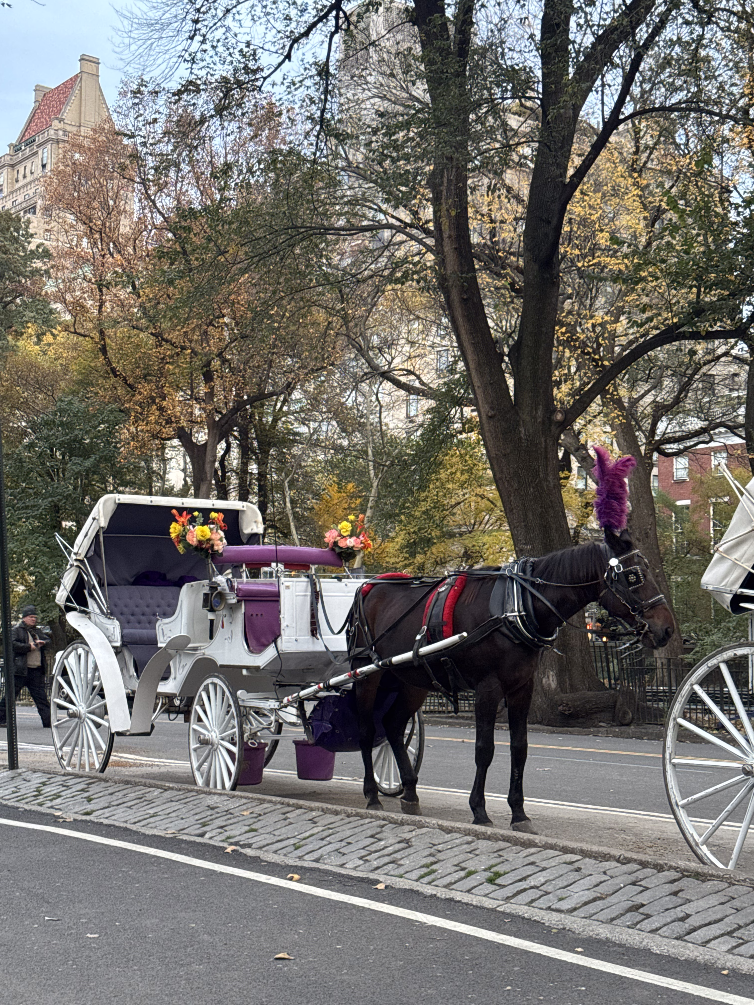 Central Park Horse