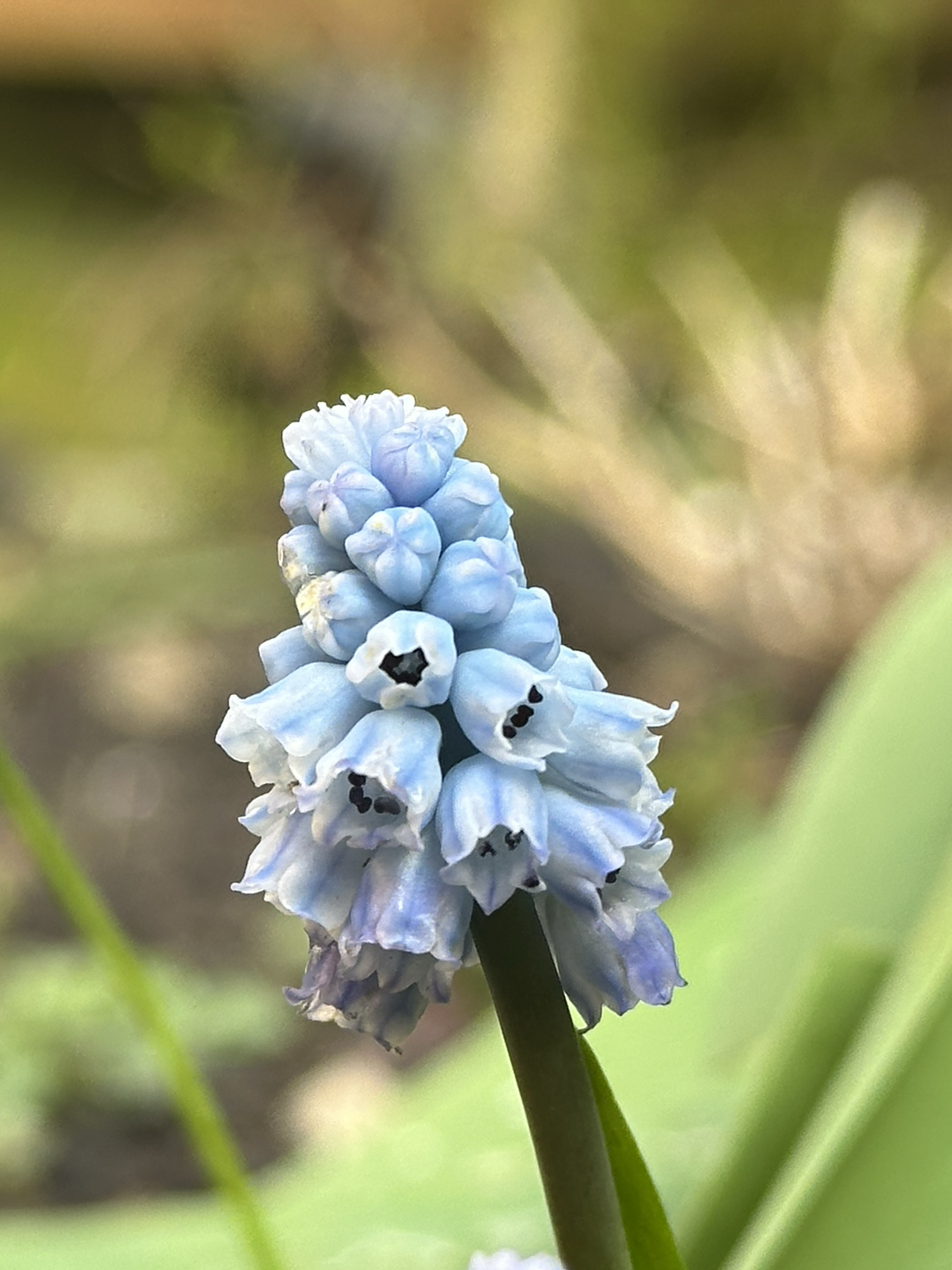 Muscari Blues