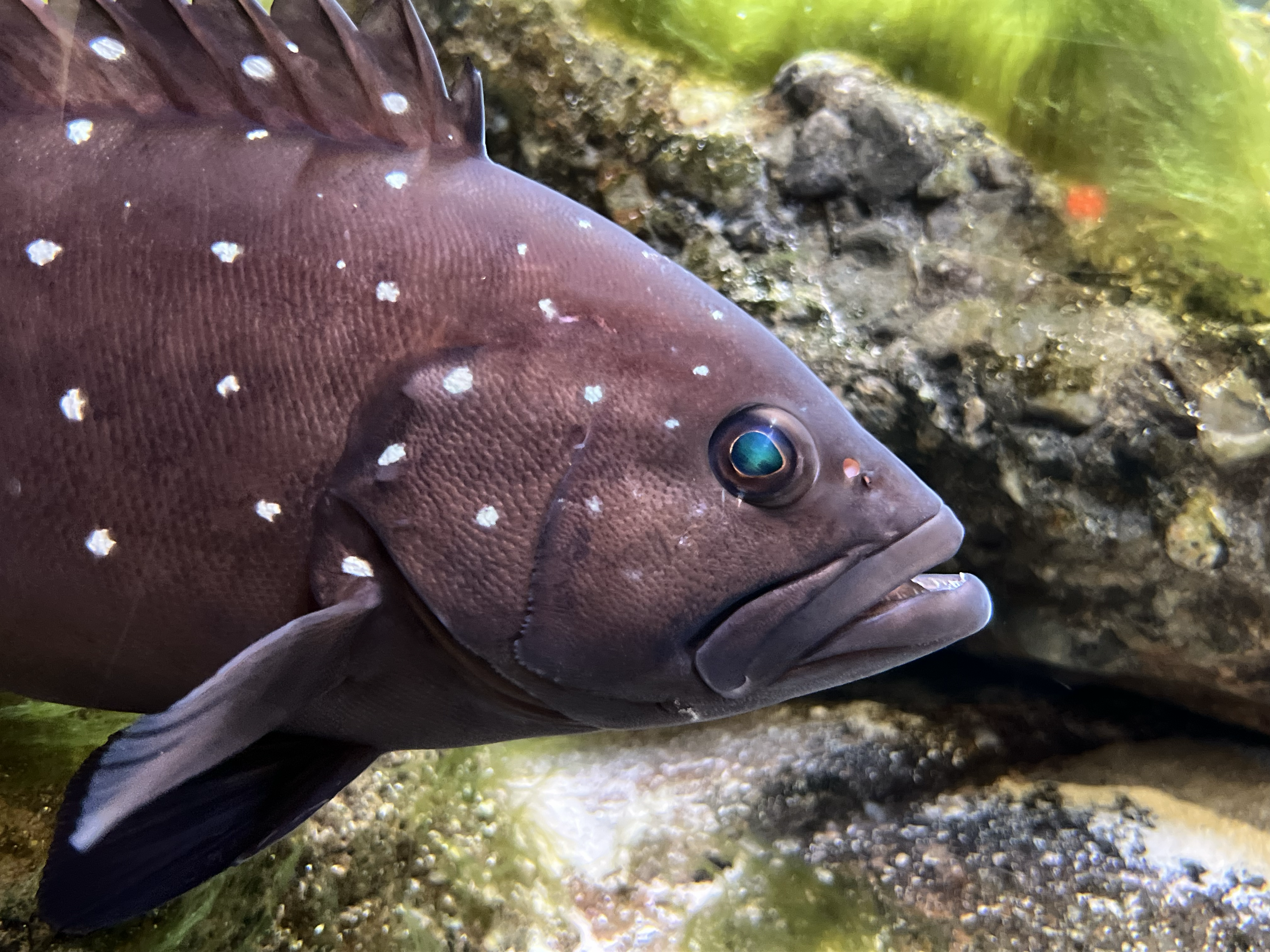Snowy Grouper