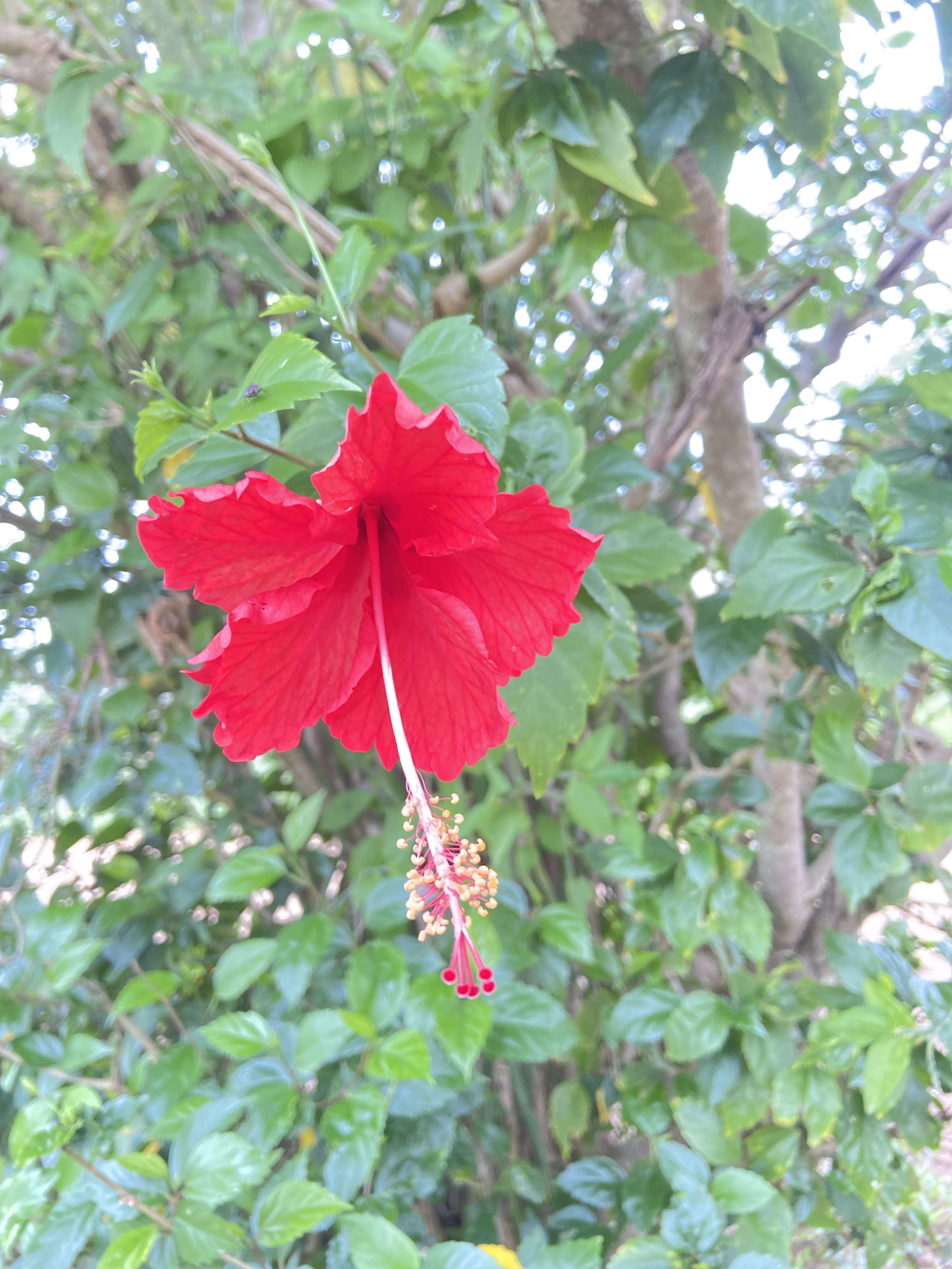 Hibiscus 
