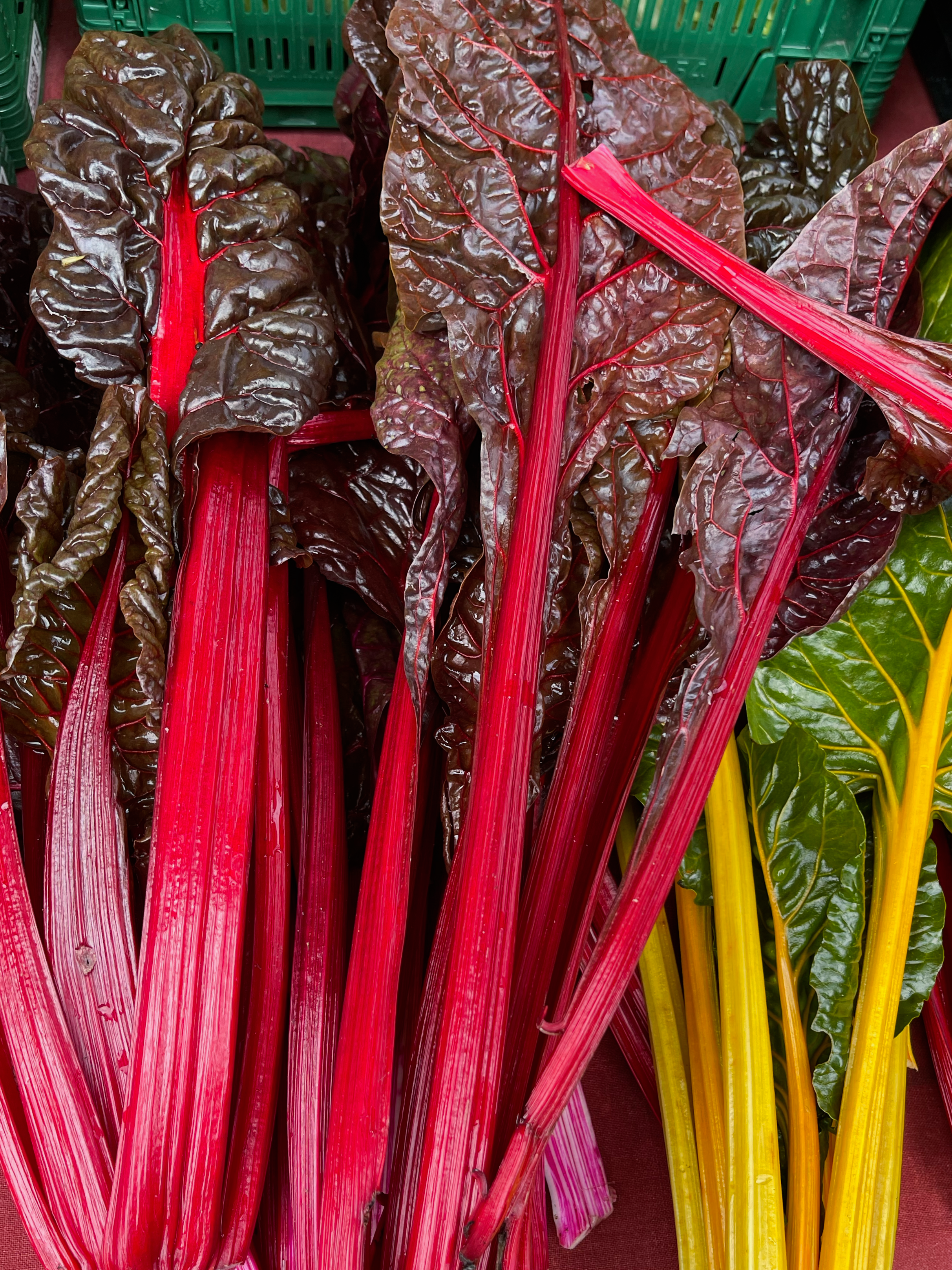 colorful chard