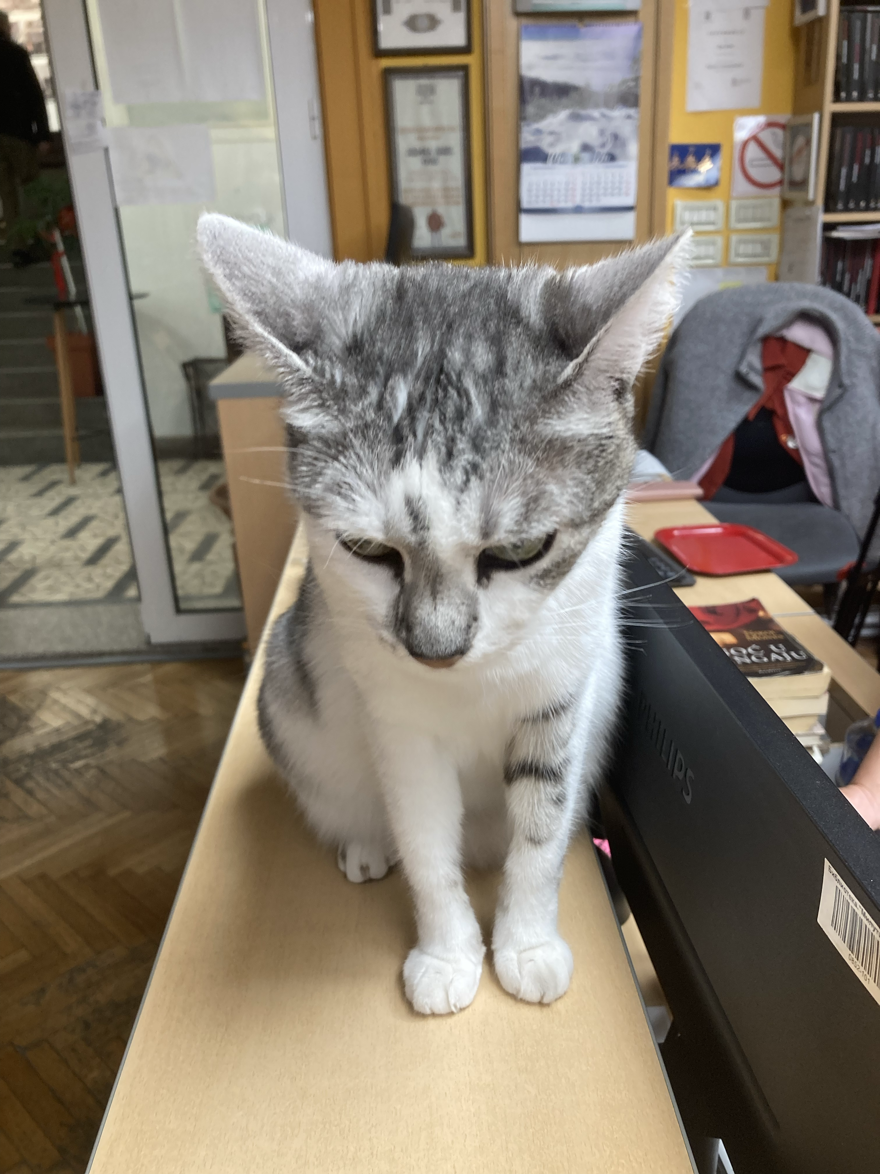 Cat from library
