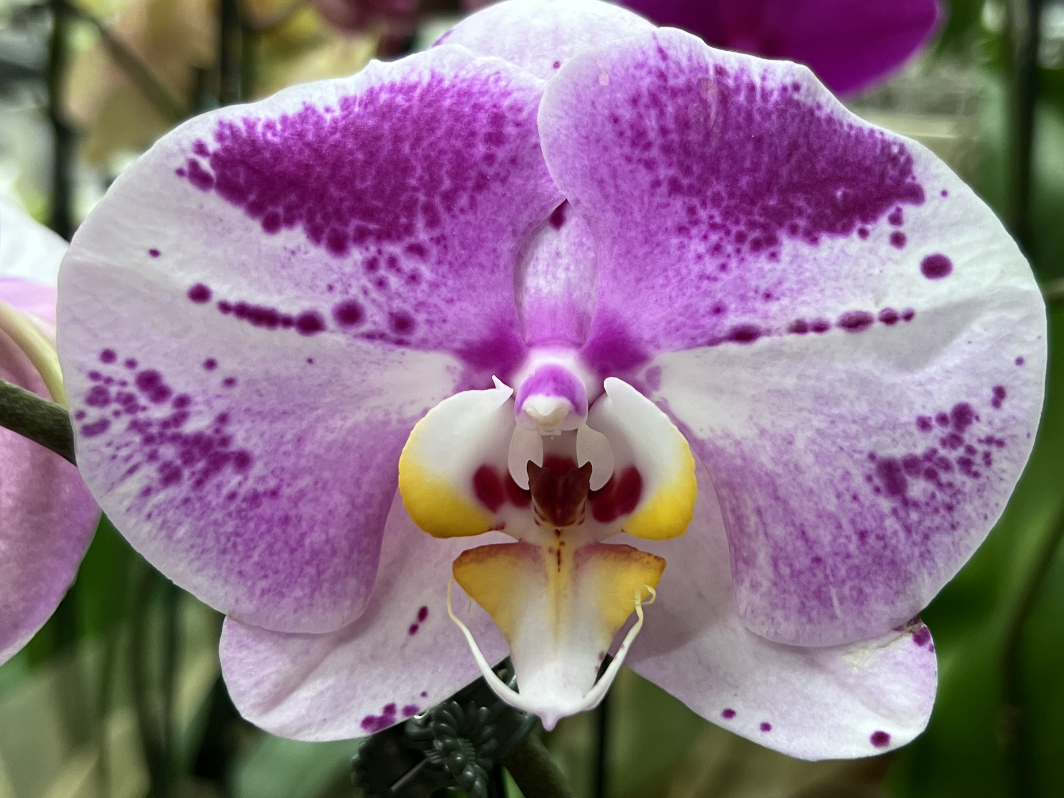 Moth Orchid 