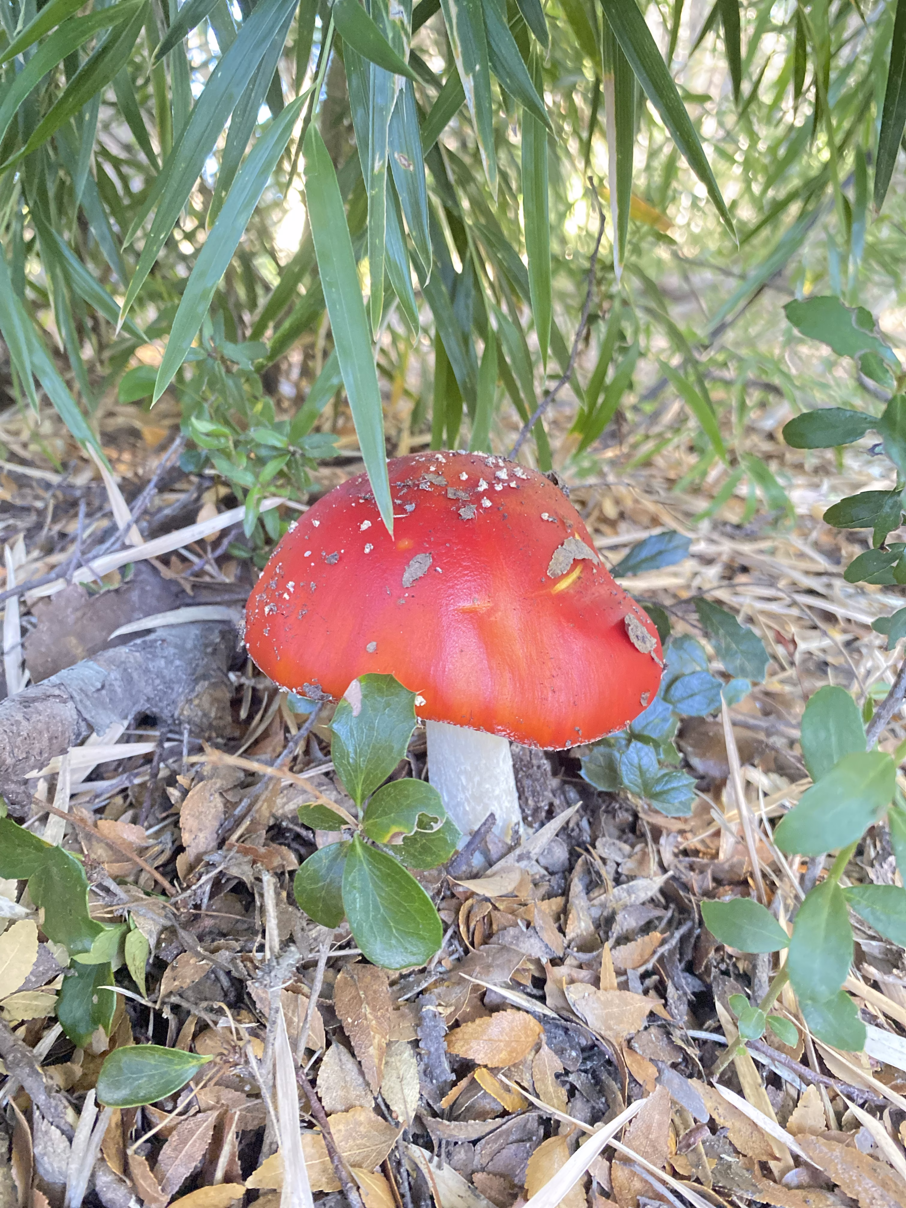 Fungus