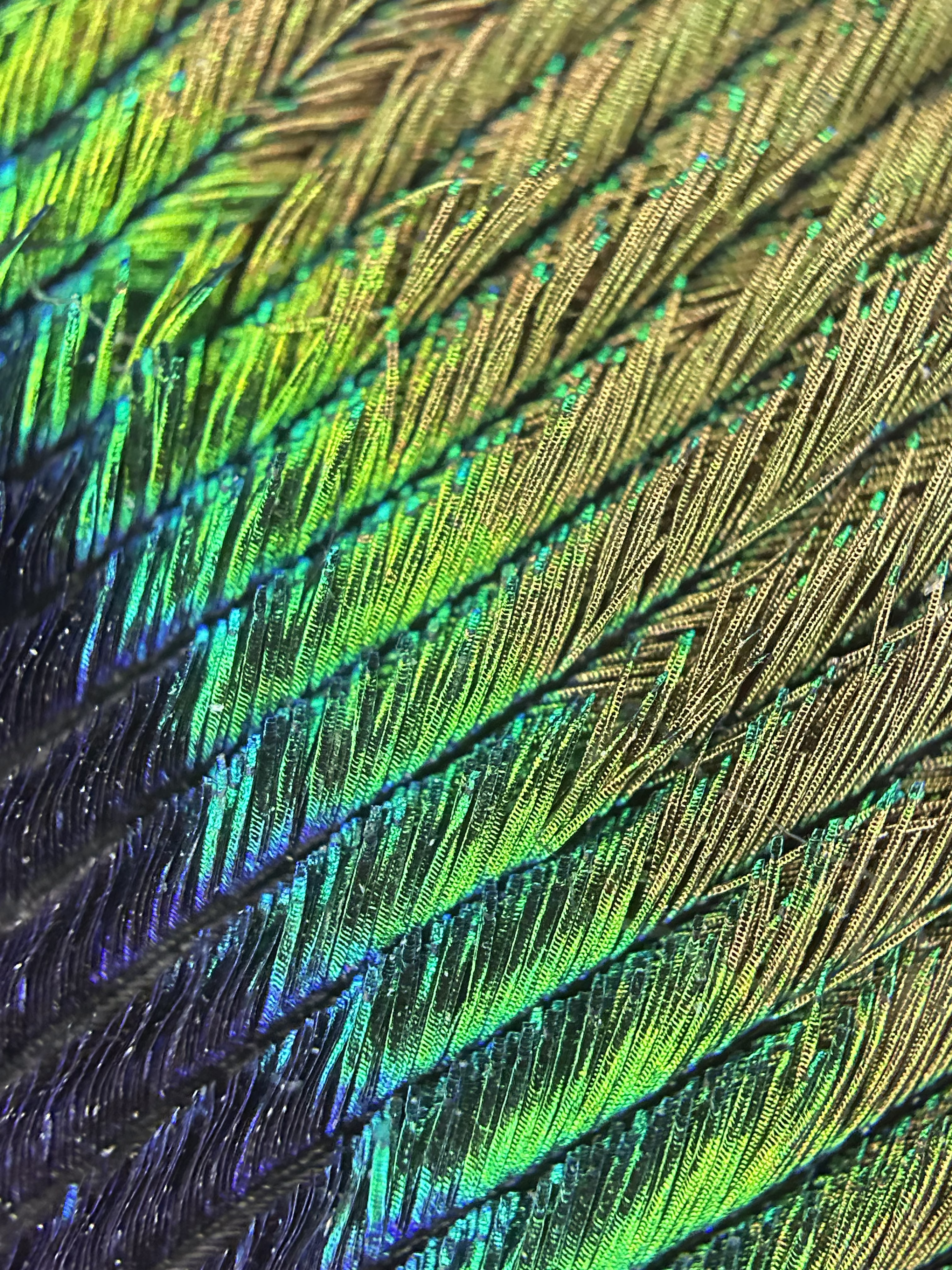 Iridescent Rainbow