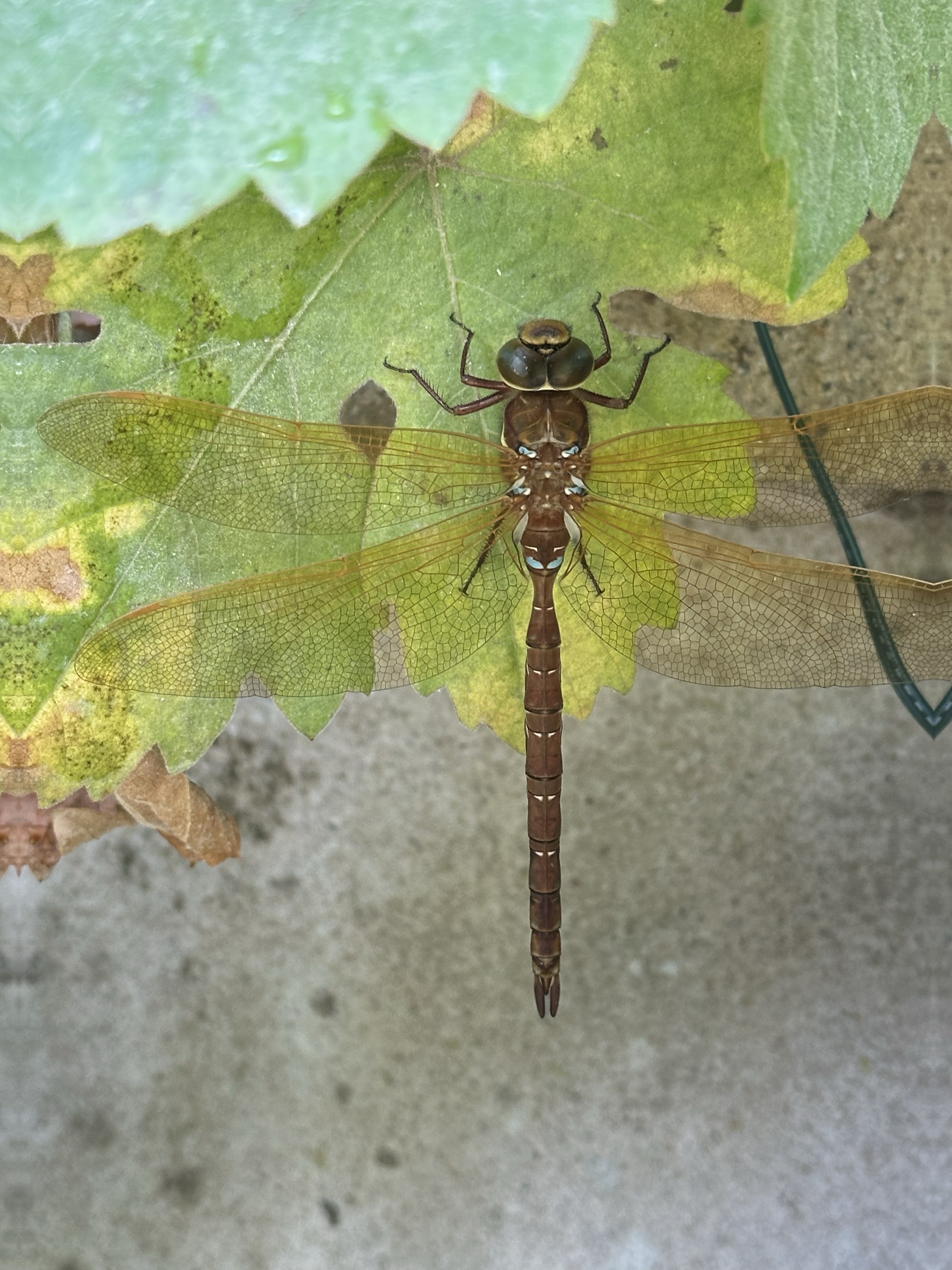 Brown Hawker
