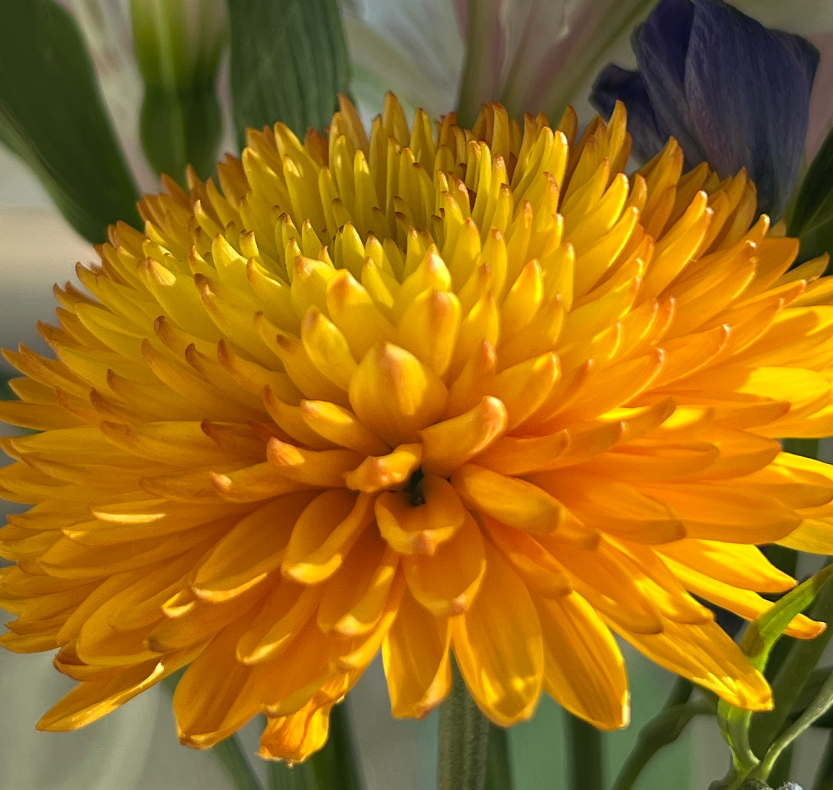 Chrysanthemum 