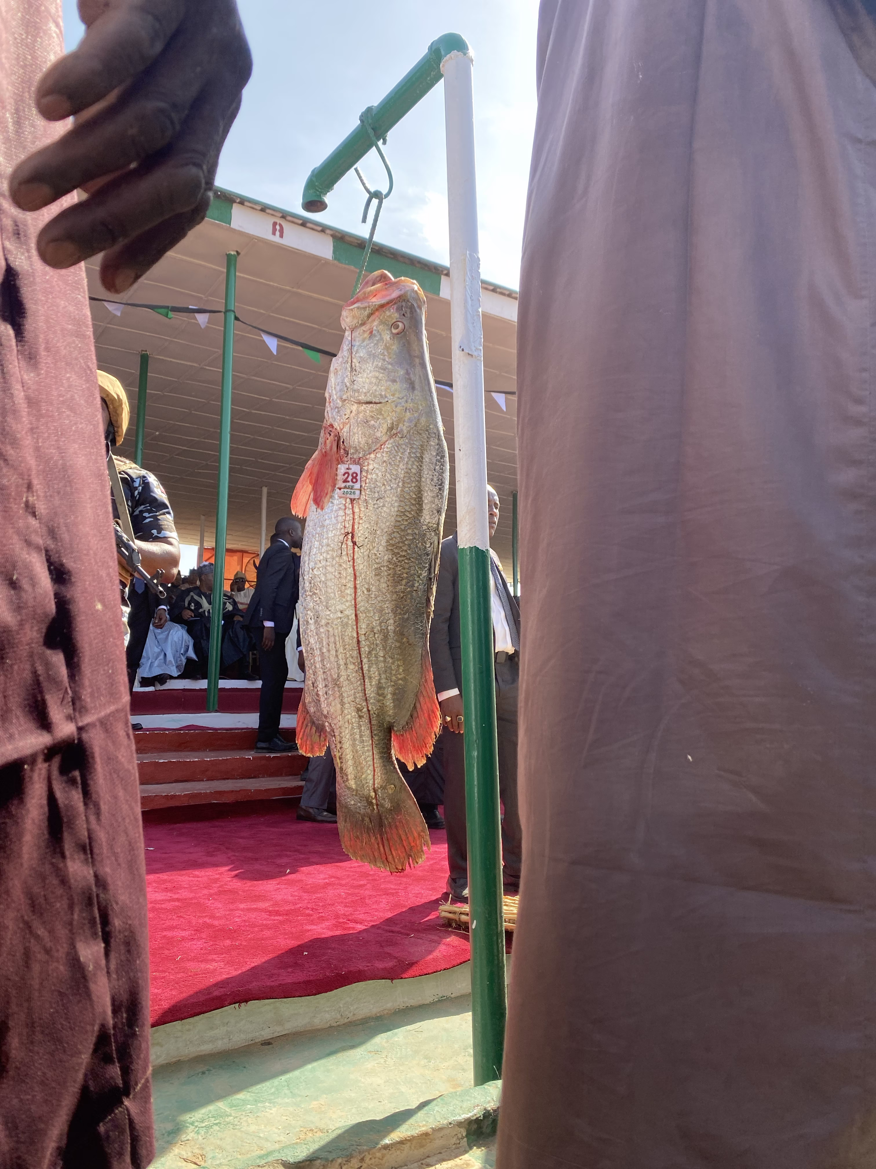 One of the heaviest fishes being weighed 