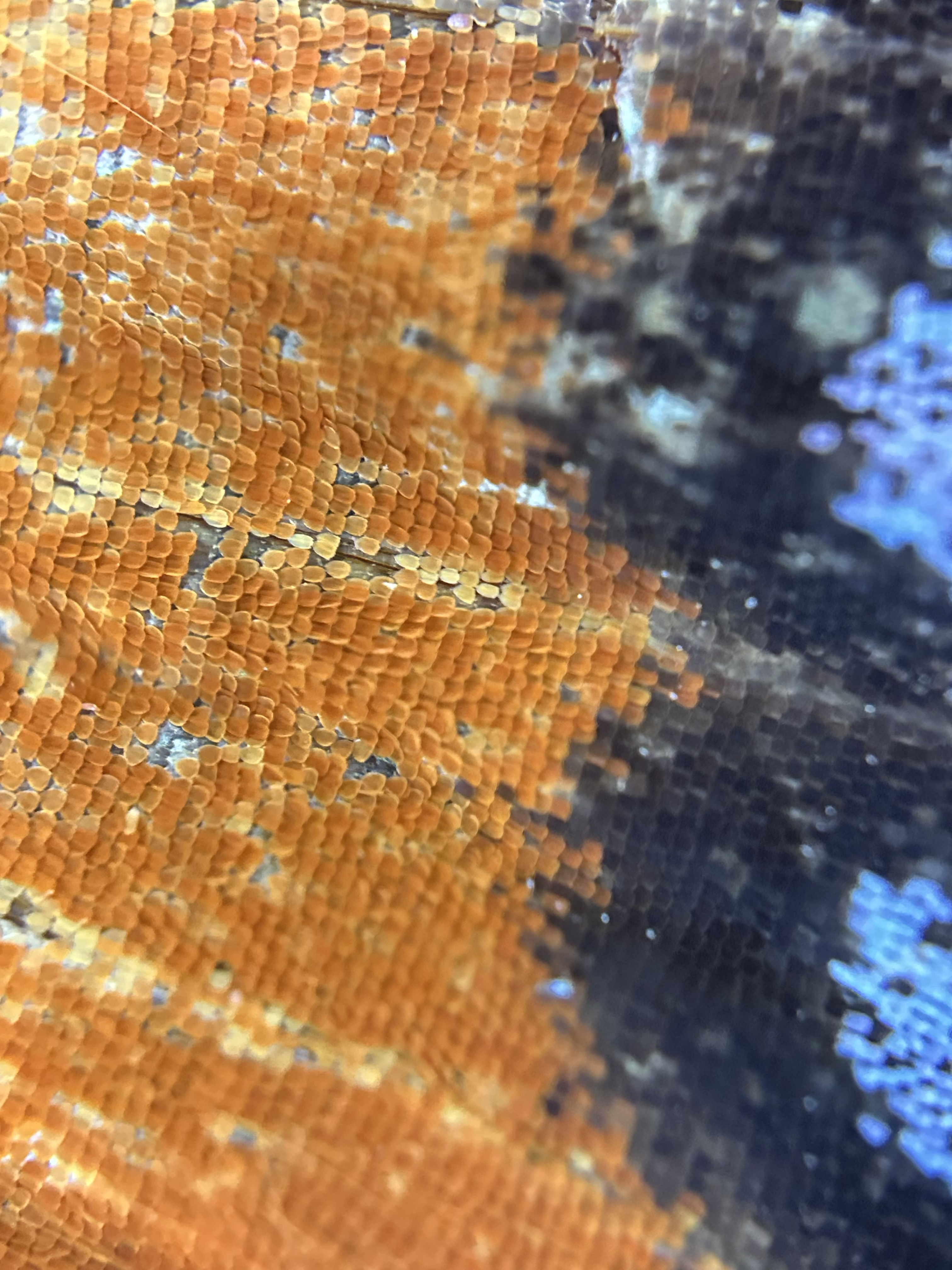 Miniature Scales