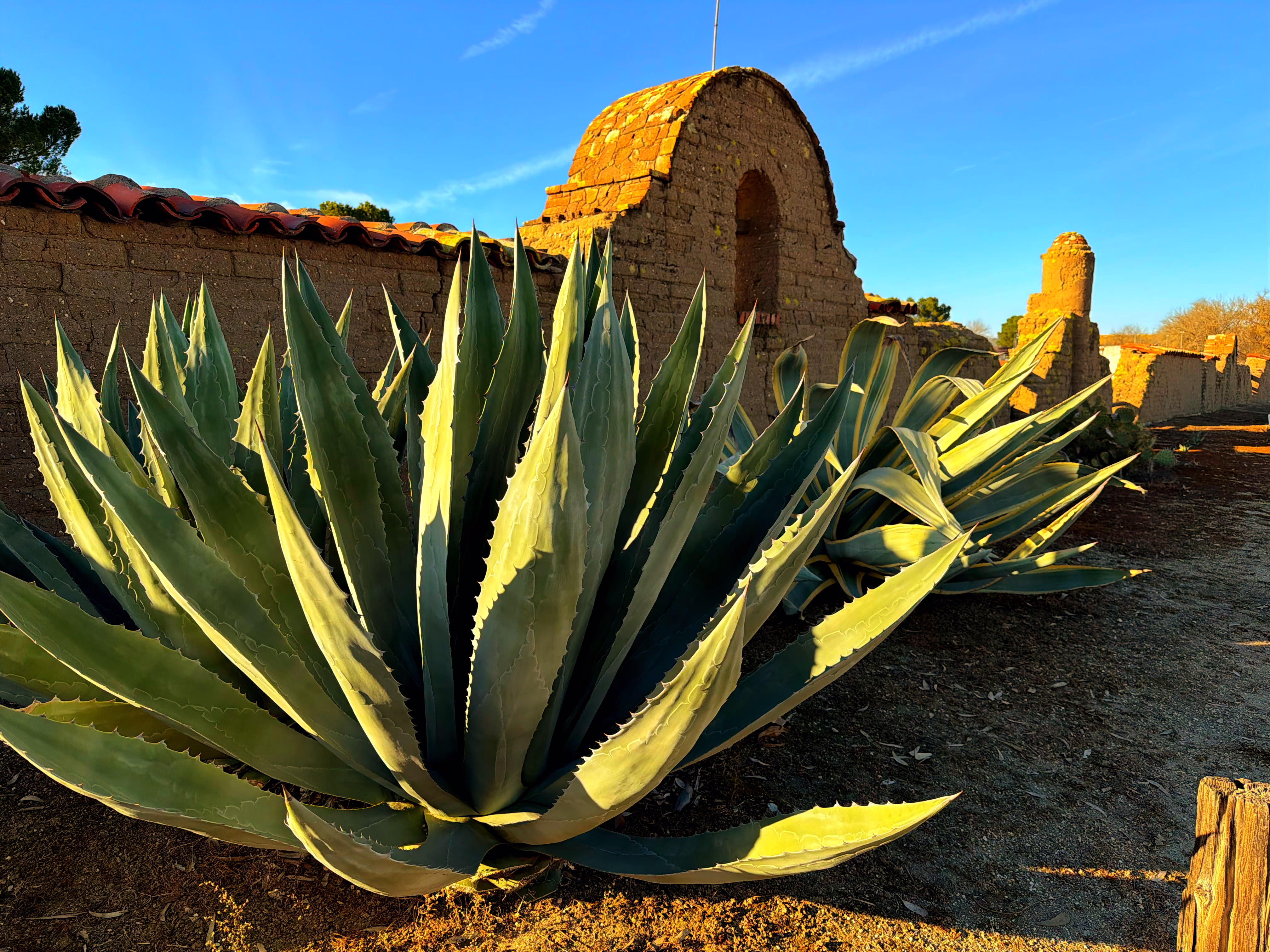 Agave